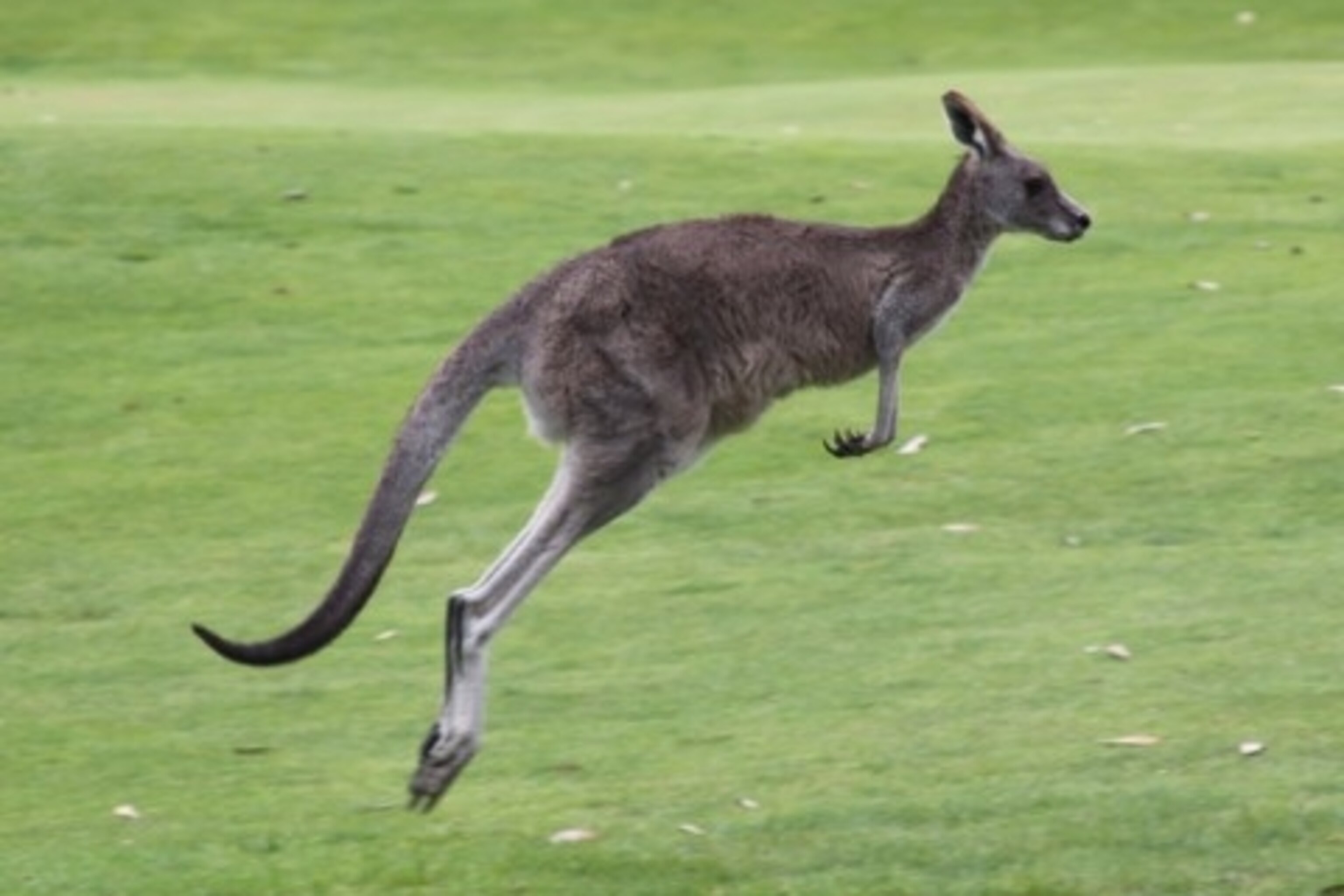 Do Kangaroos Go For Headlights Discount Lightningbikes do-kangaroos-go-for-headlights-discount-lightningbikes