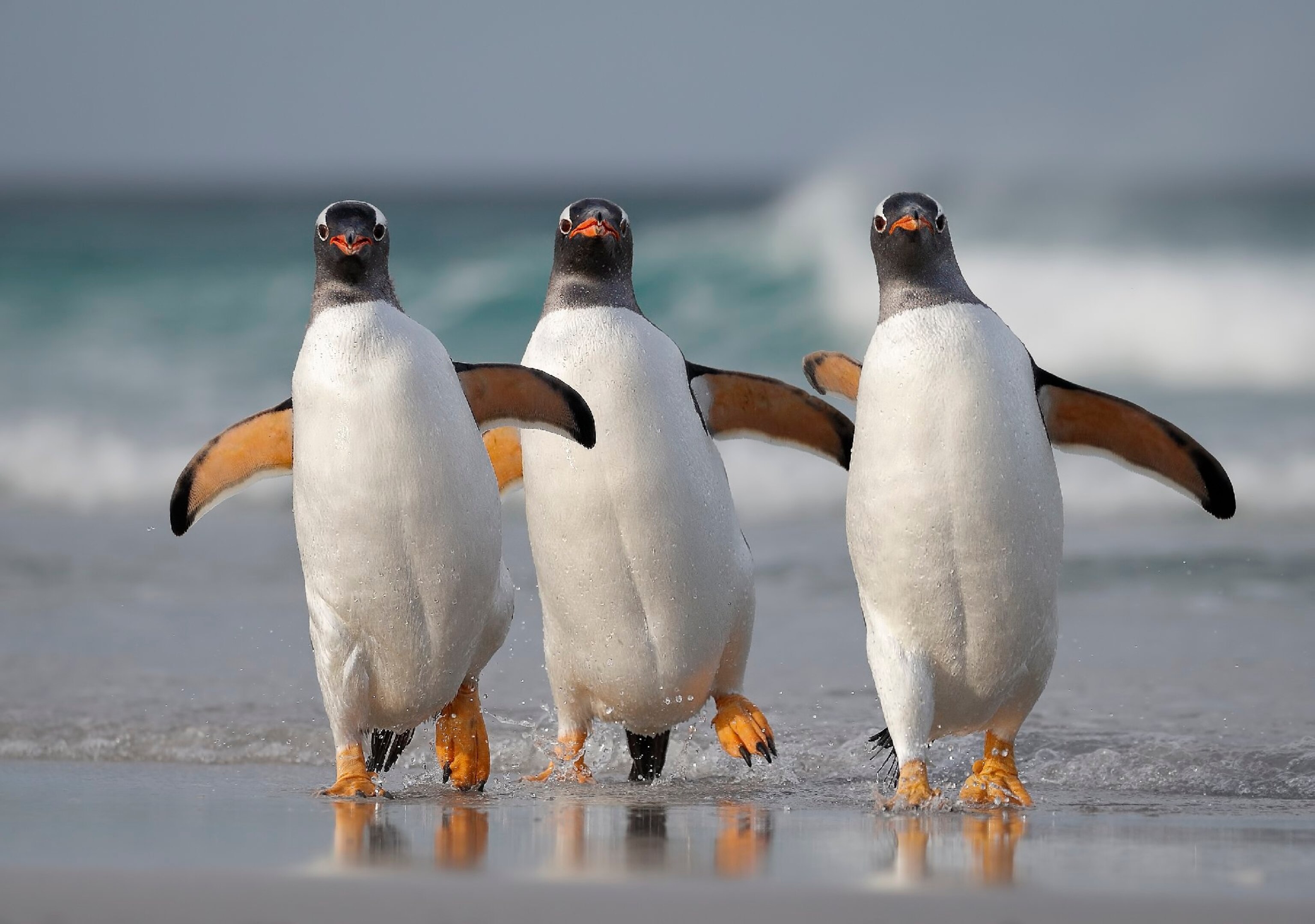 gentoo penguins