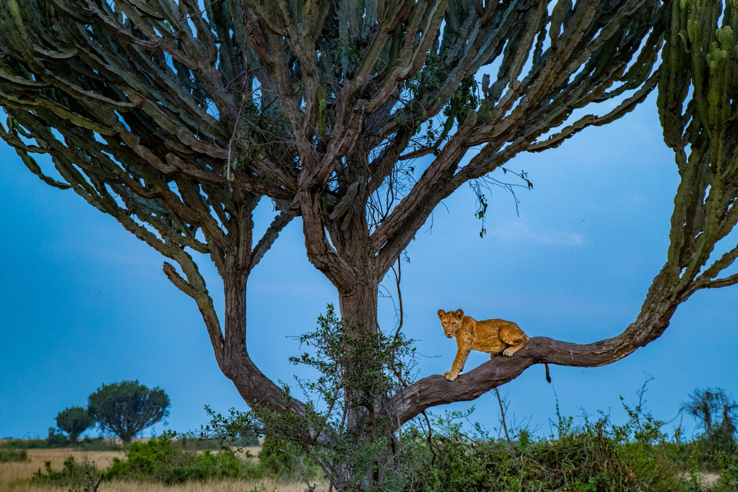 Lions, like this female, climb trees in Uganda’s Queen Elizabeth National Park to escape biting flies and cool off.