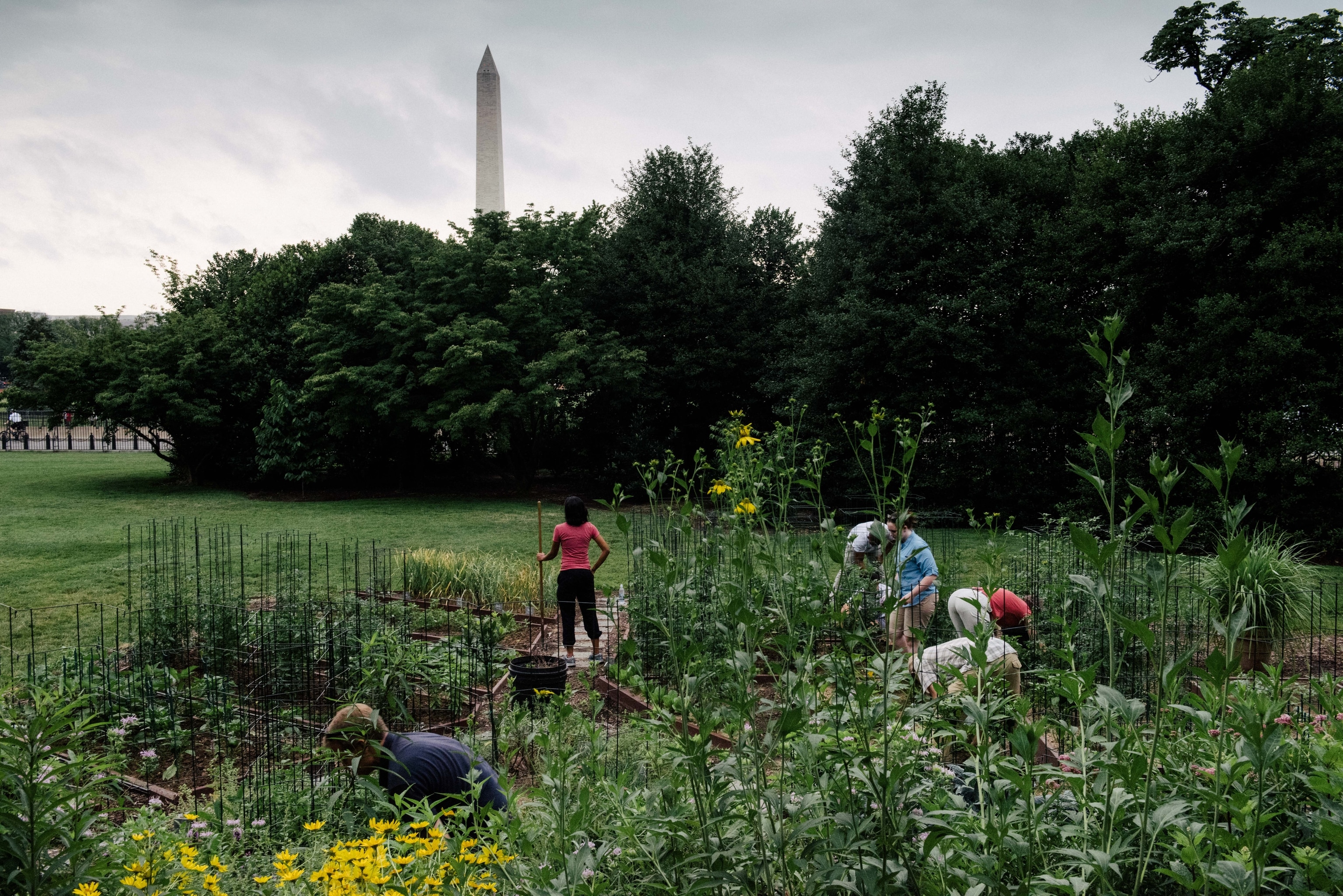 Volunteers maintain the White House Kitchen Garden on the south lawn of the executive mansion in Washington, D.C.