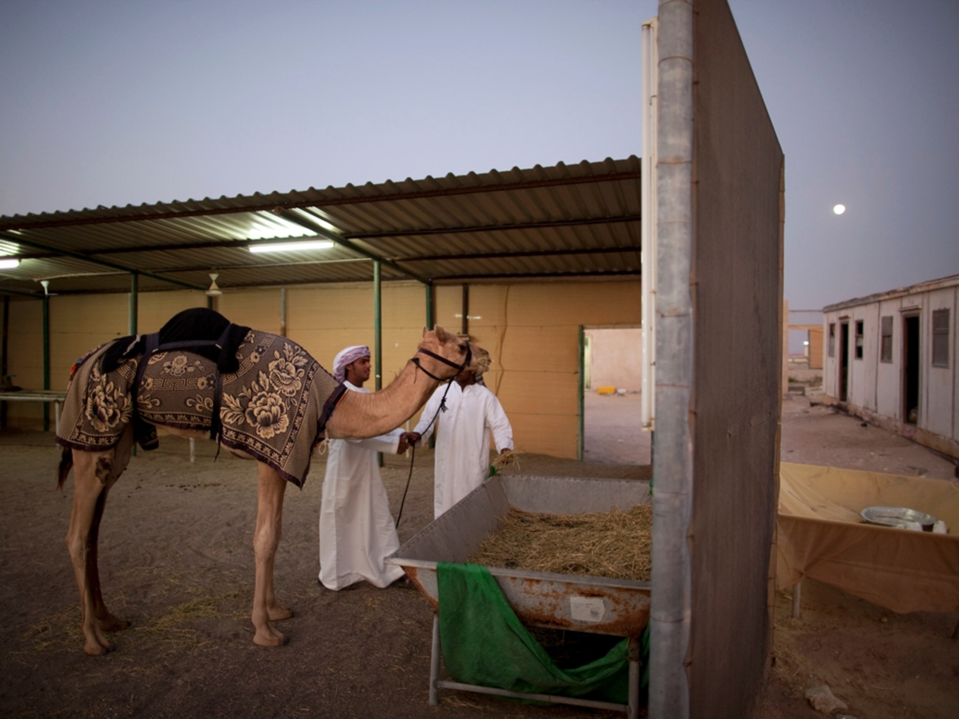 Camel in camel pen (photo)