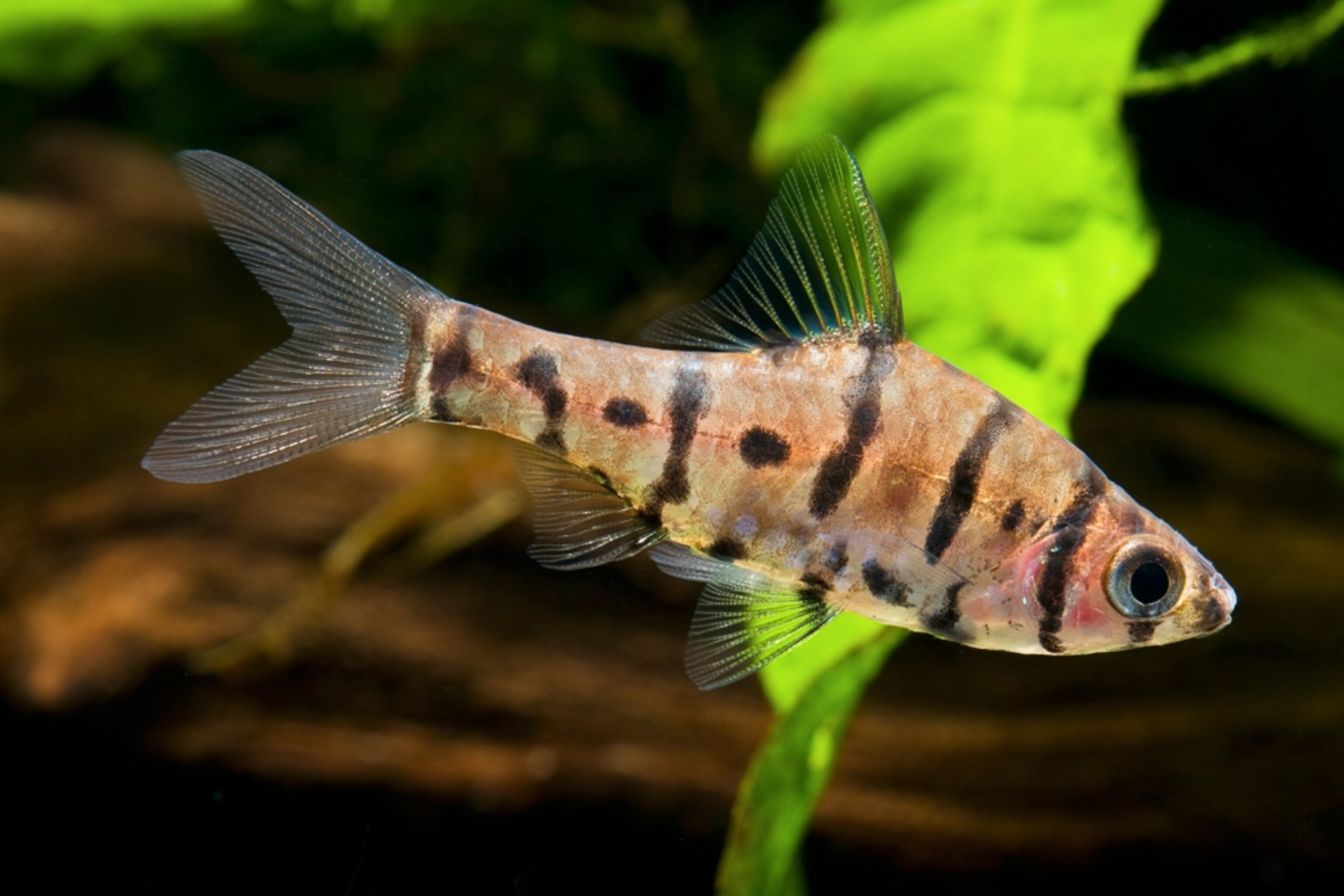 an eight-banded barb fish, one of more than 120 new species on Borneo reported by WWF on Earth Day's 40th anniversary