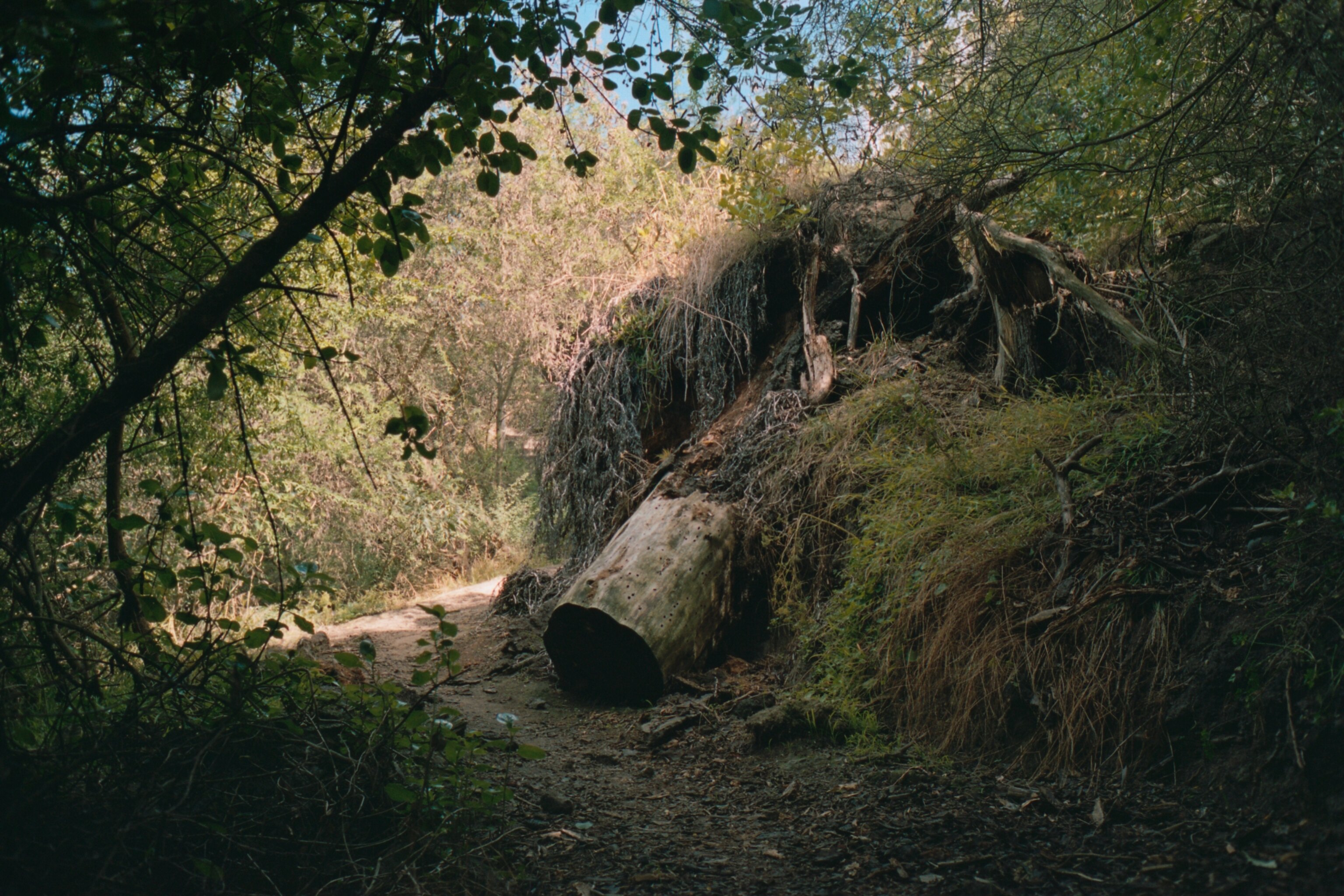downed tree and roots on a trail