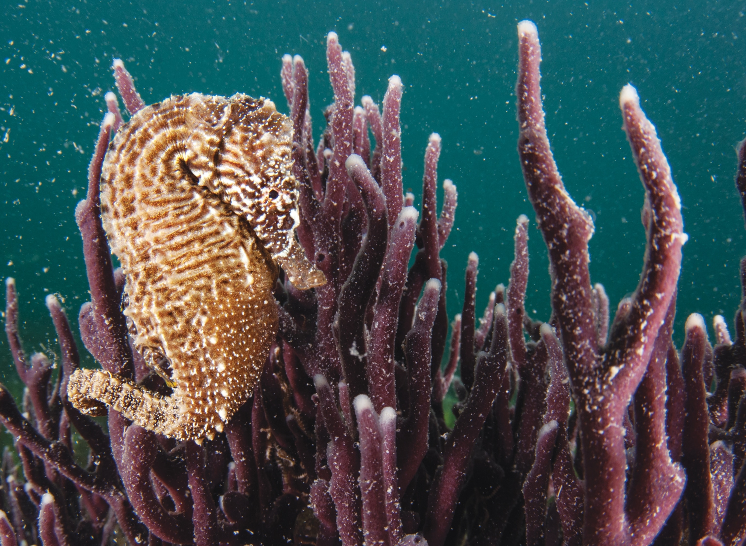Seahorse next to purple sponges with white tips.