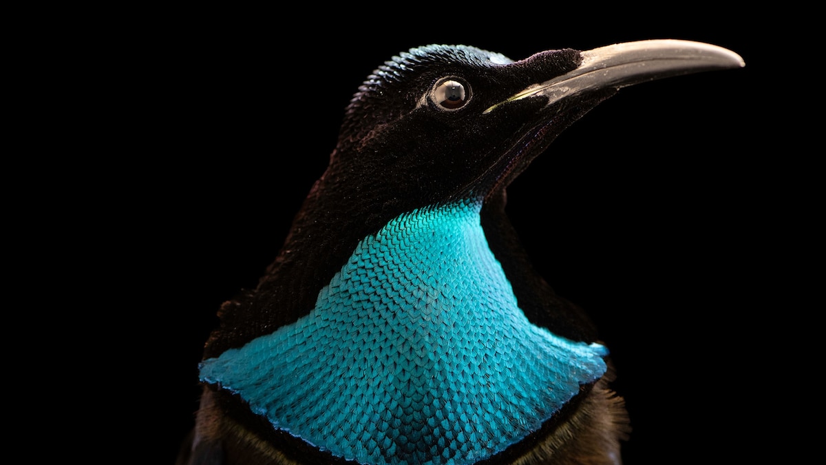 These flamboyant birds are the 17,000th species to enter Nat Geo's Photo Ark