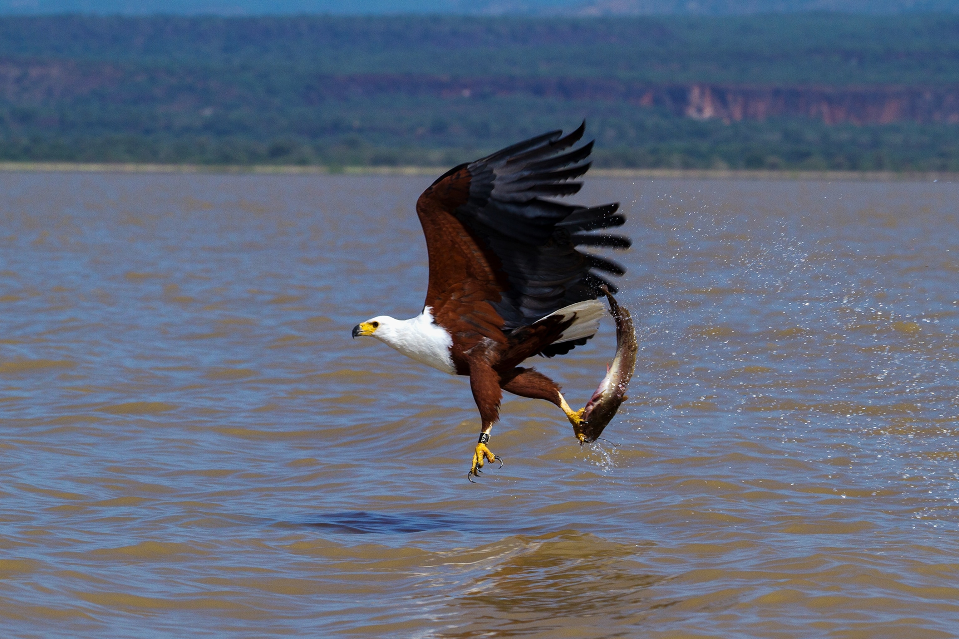 a Madagascar Fish Eagle with a fish.