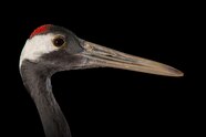Red crowned Crane Facts And Photos
