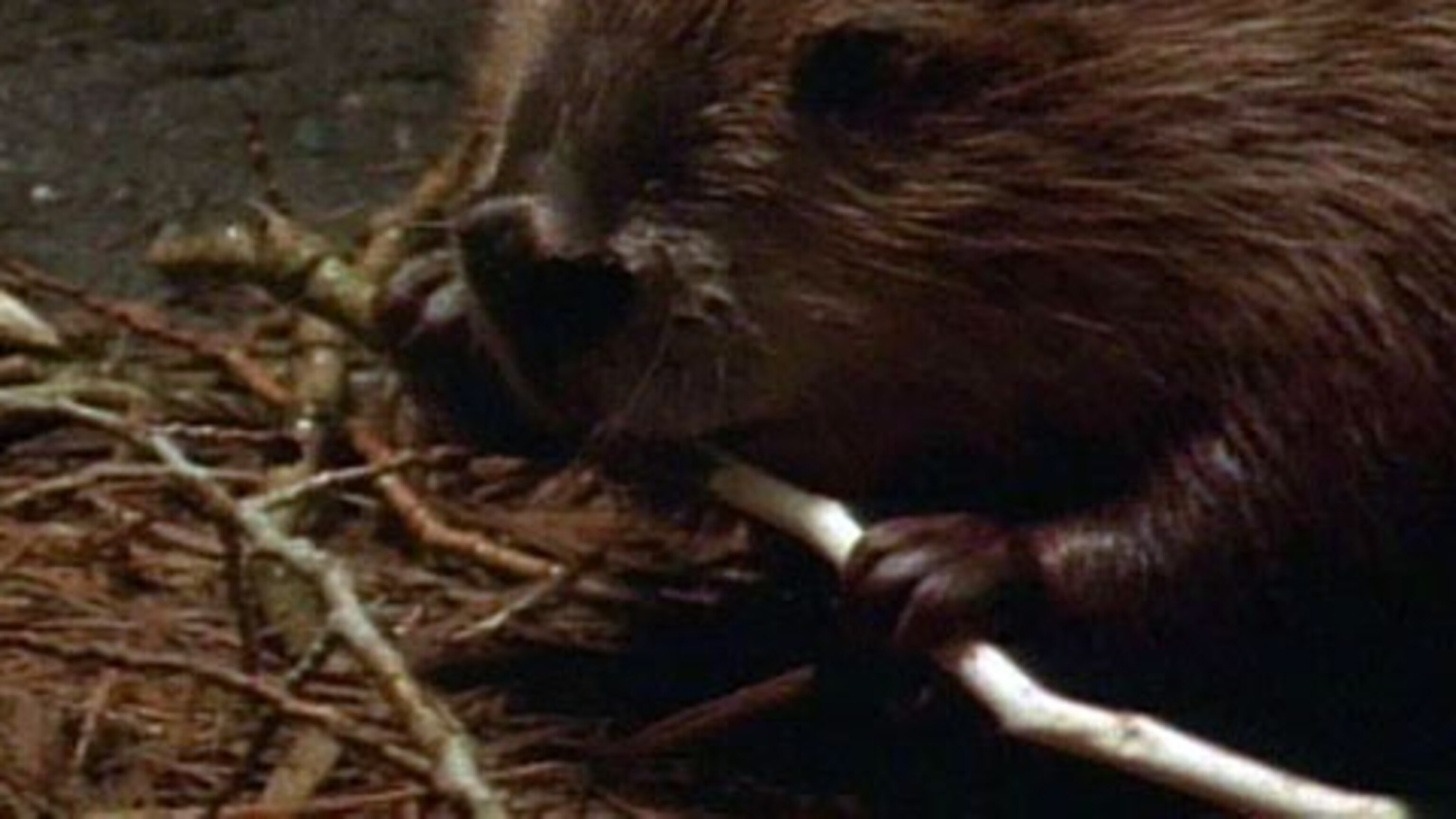 Best Time To Hunt Beavers Best Time To Hunt Beavers