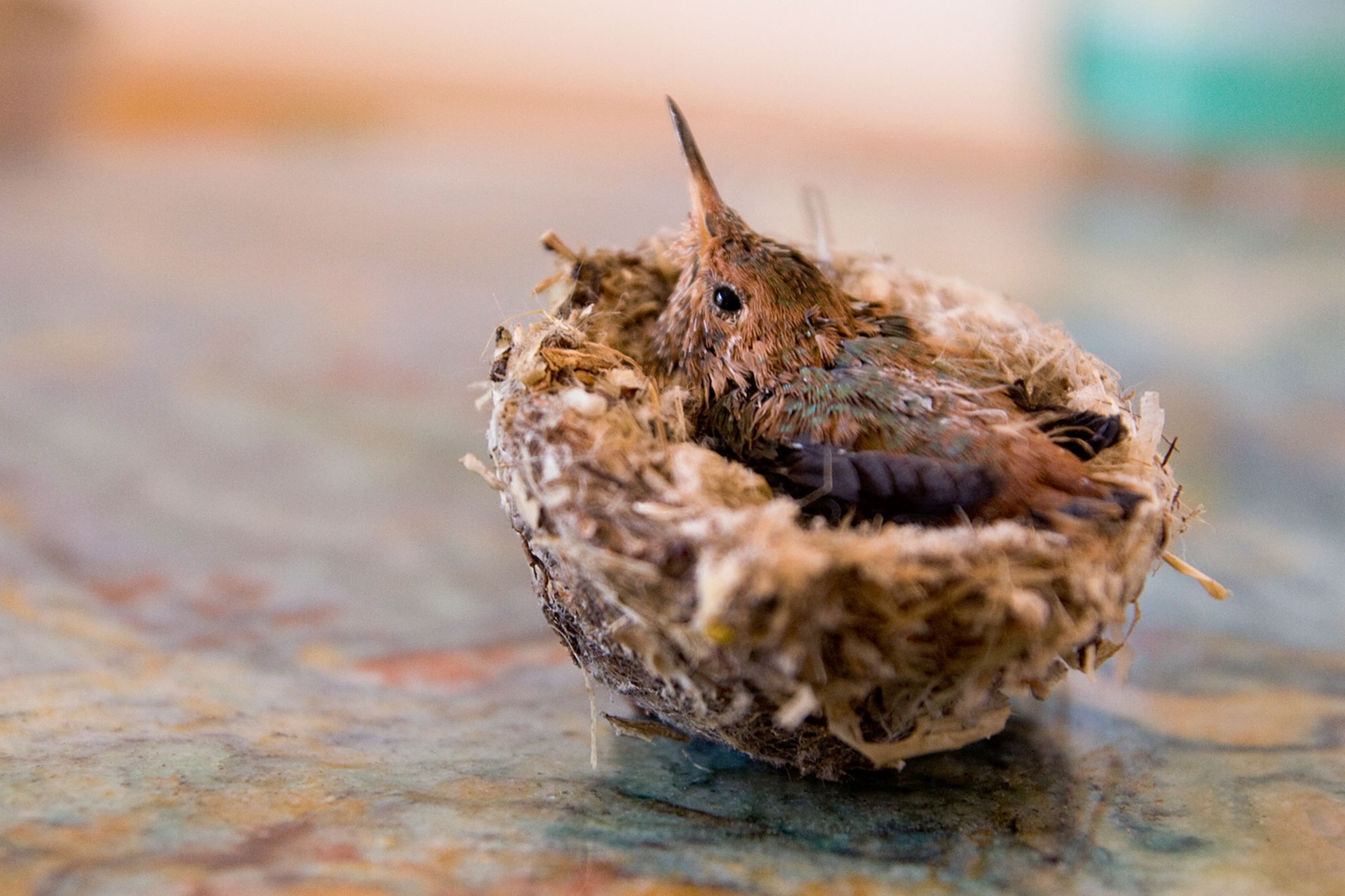 a hummingbird rehabbing in a nest