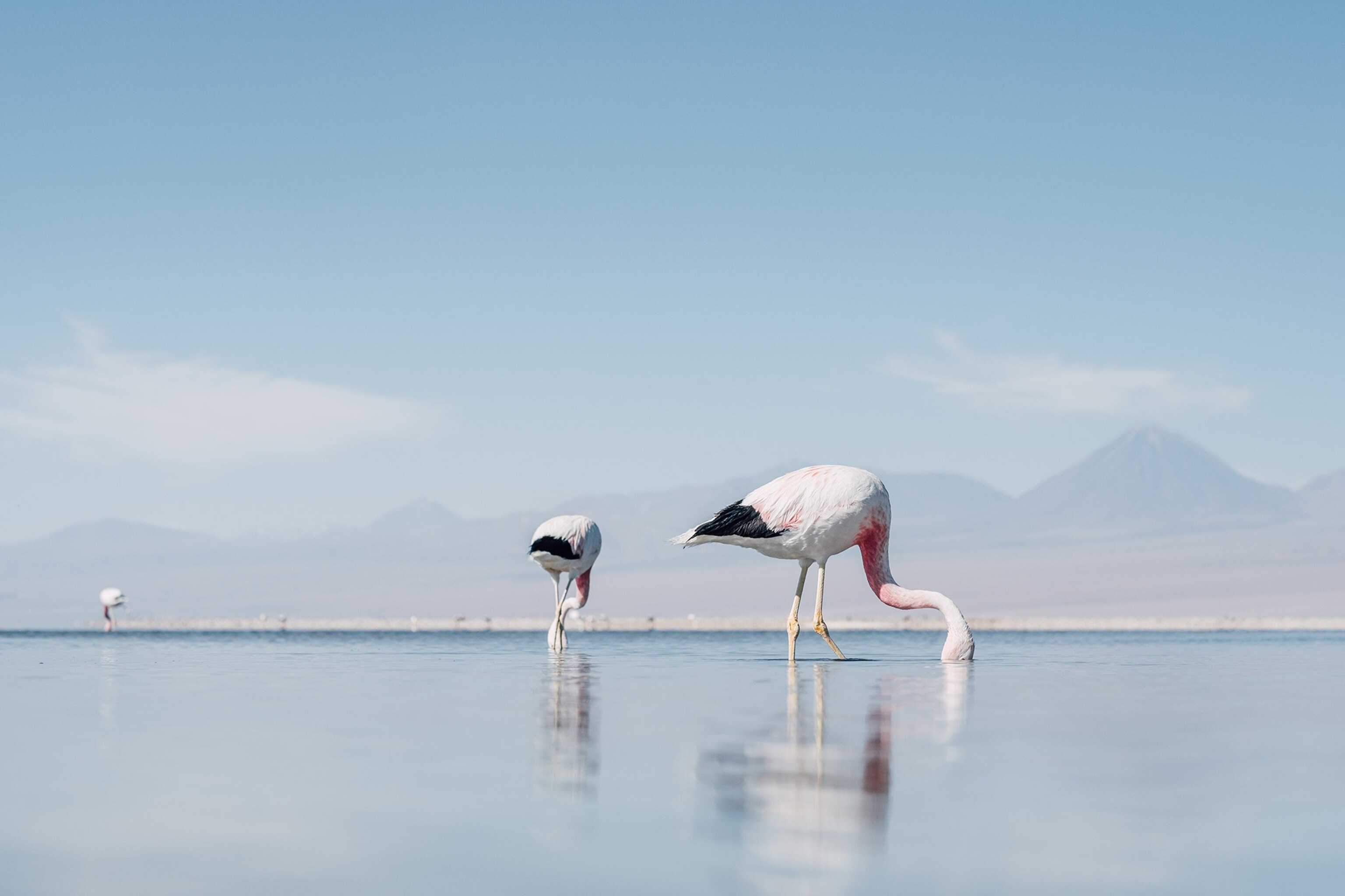 flamingos in water in San Pedro de Atacama, Chile