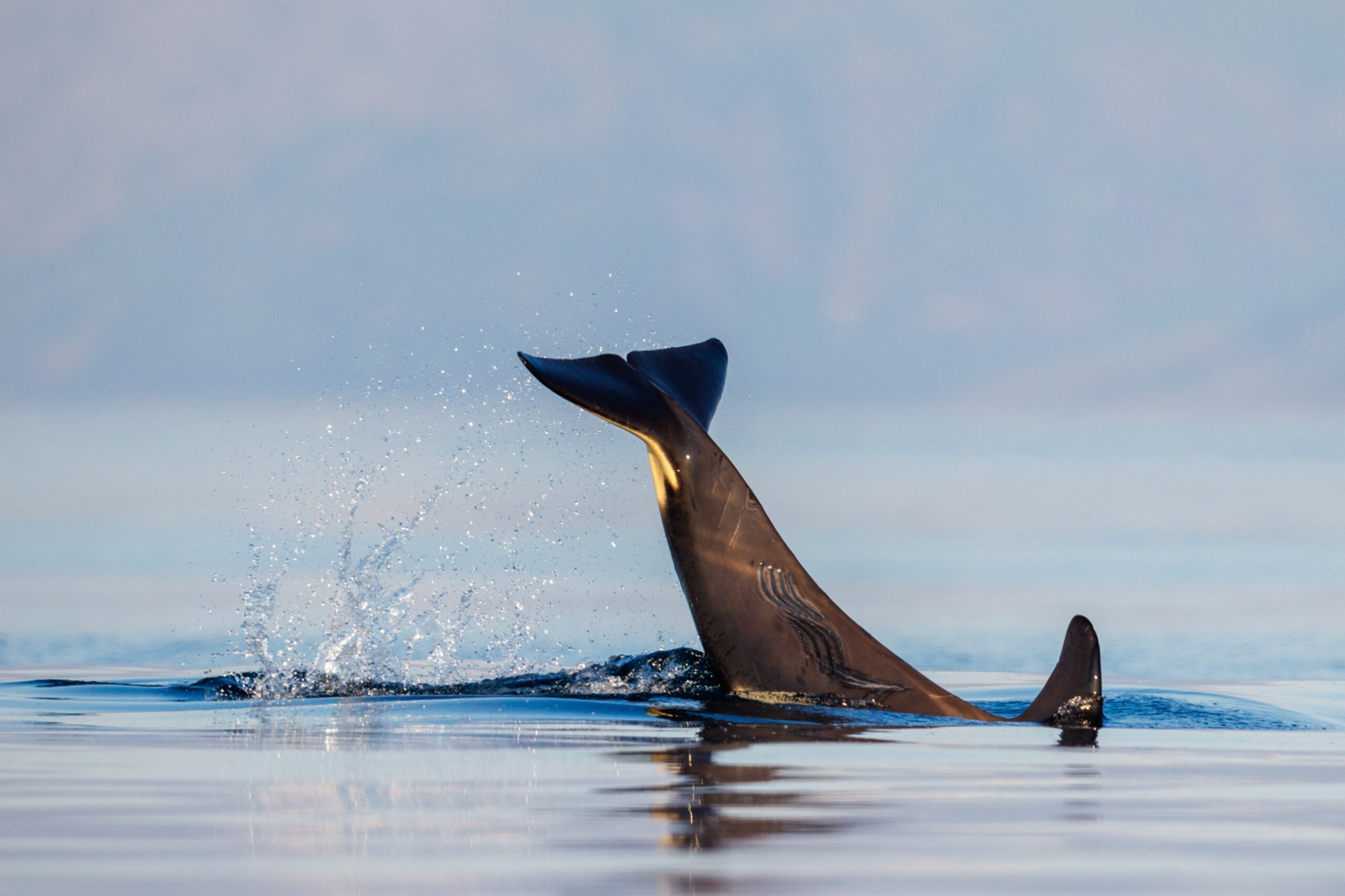 Una orca golpea su cola contra el agua, con cicatrices visibles a lo largo de su cuerpo.