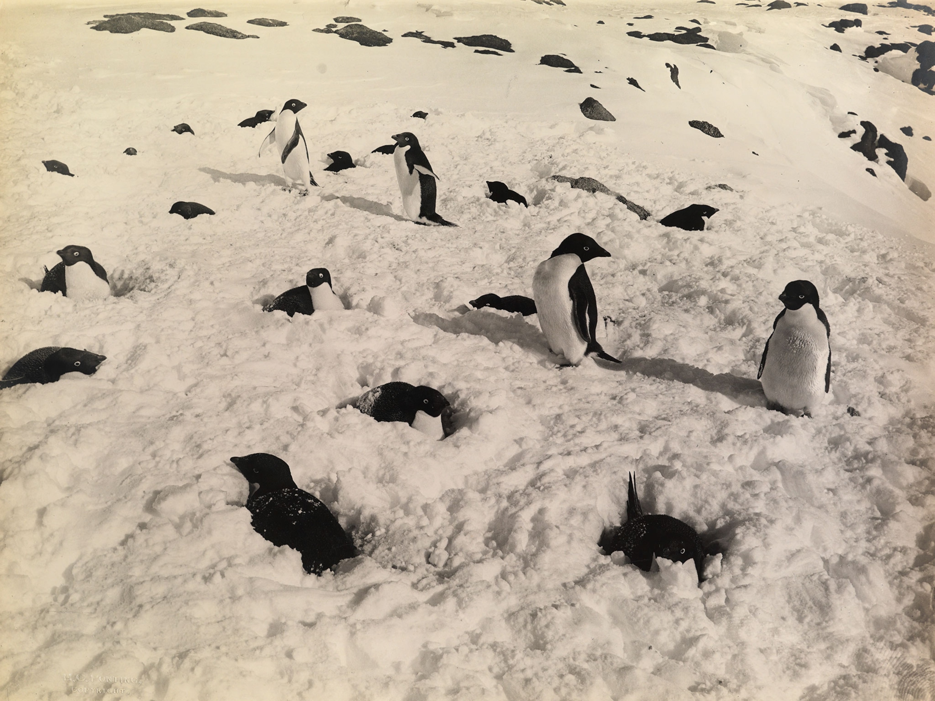 penguins in Antarctica