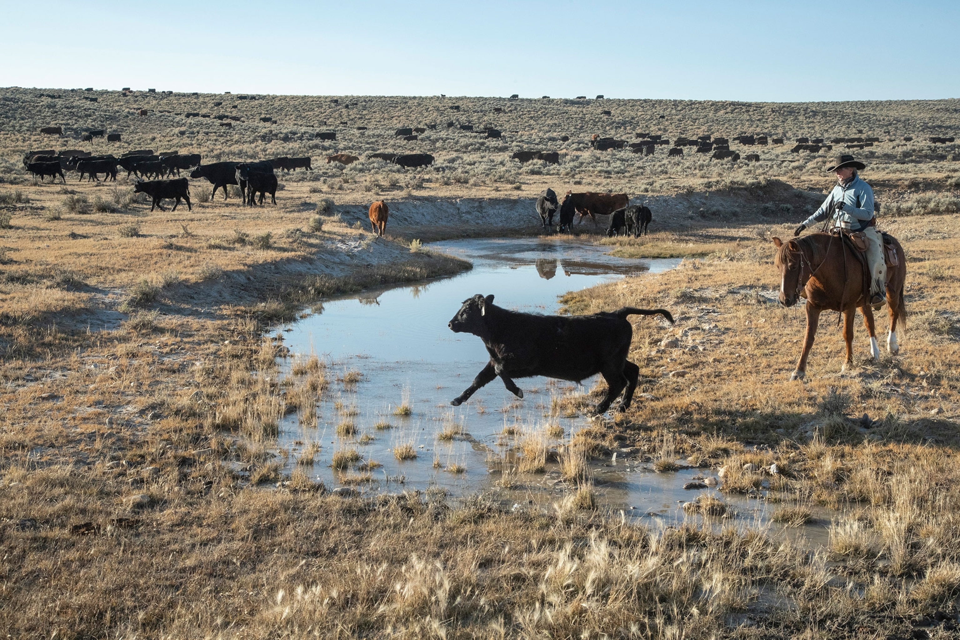 a cowboy driving cattle over the plains.