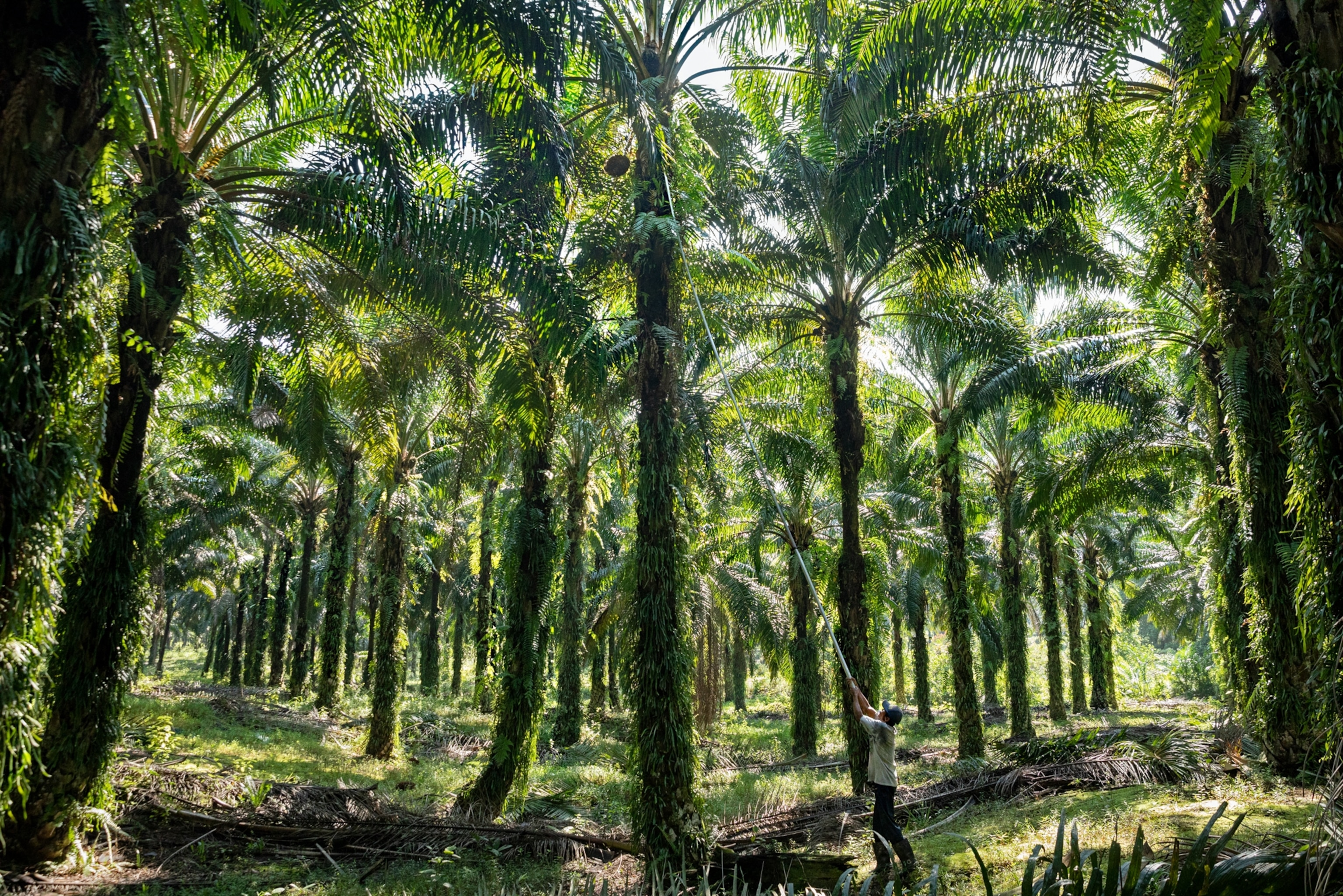 worker harvesting palm fruit from very tall trees at an old plantation