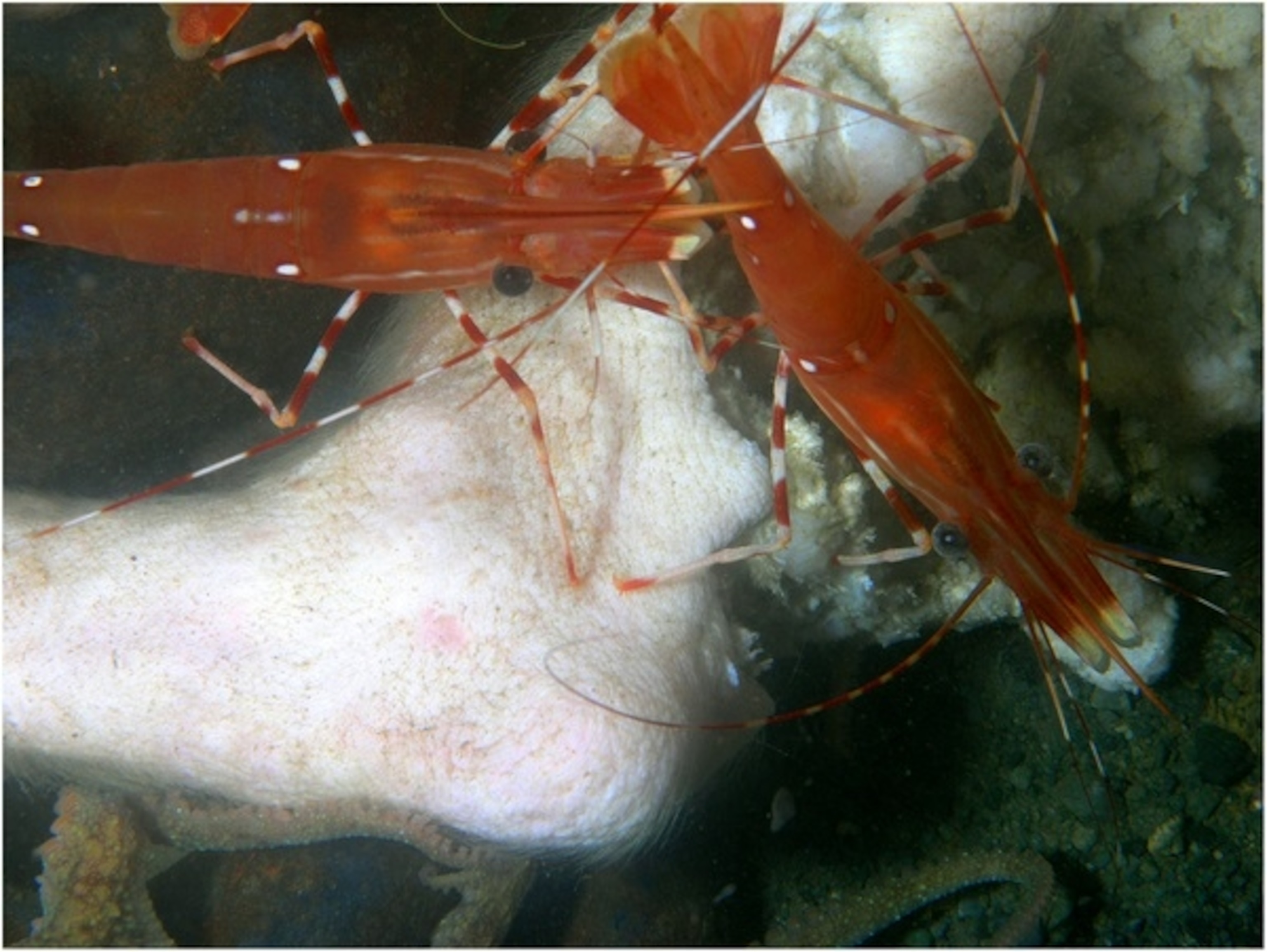 Three-spot shrimp and a ruby octopus scavenge Carcass 1 on Day 6. From Anderson and Bell, 2014.