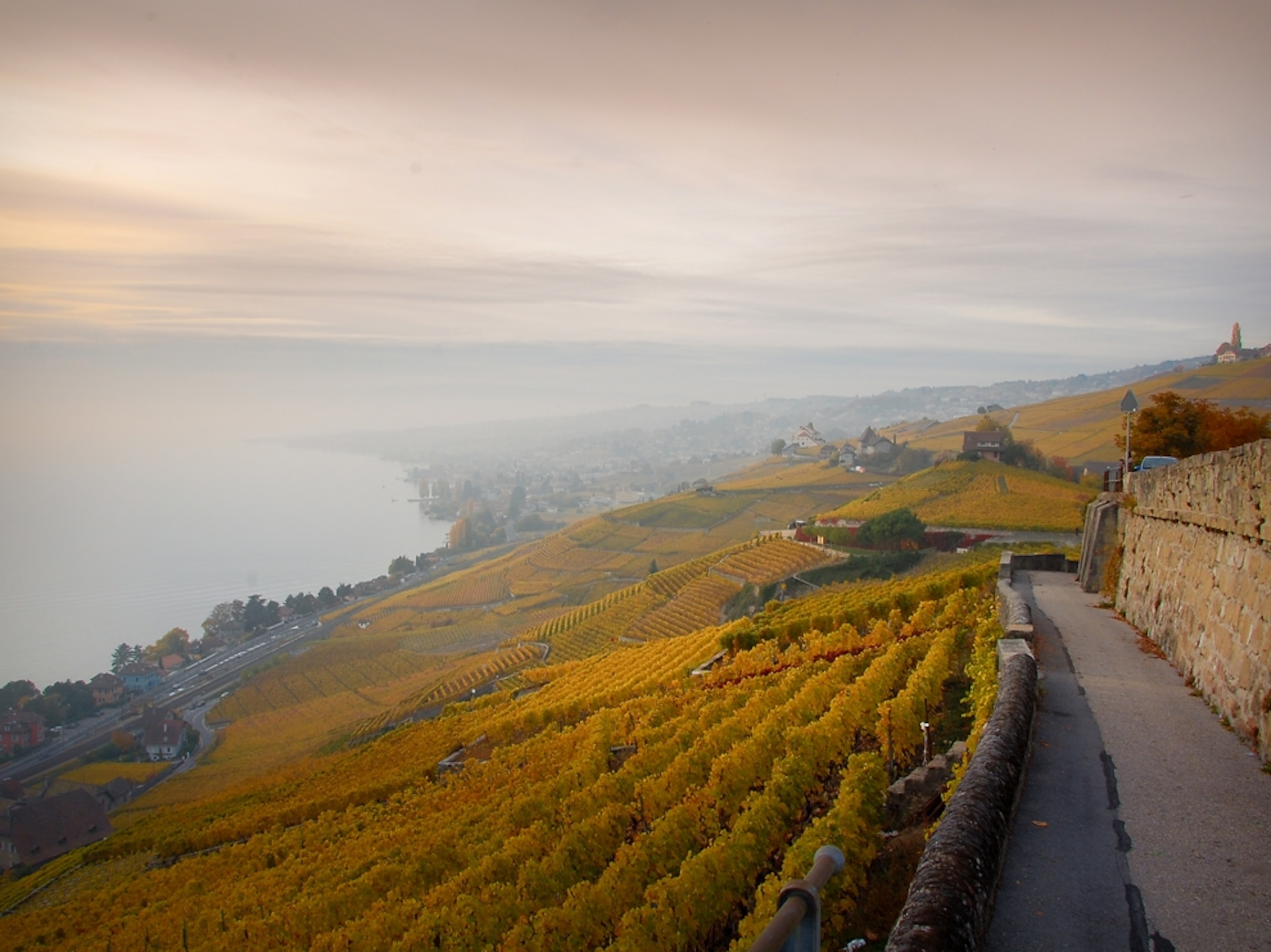 vineyards in autumn