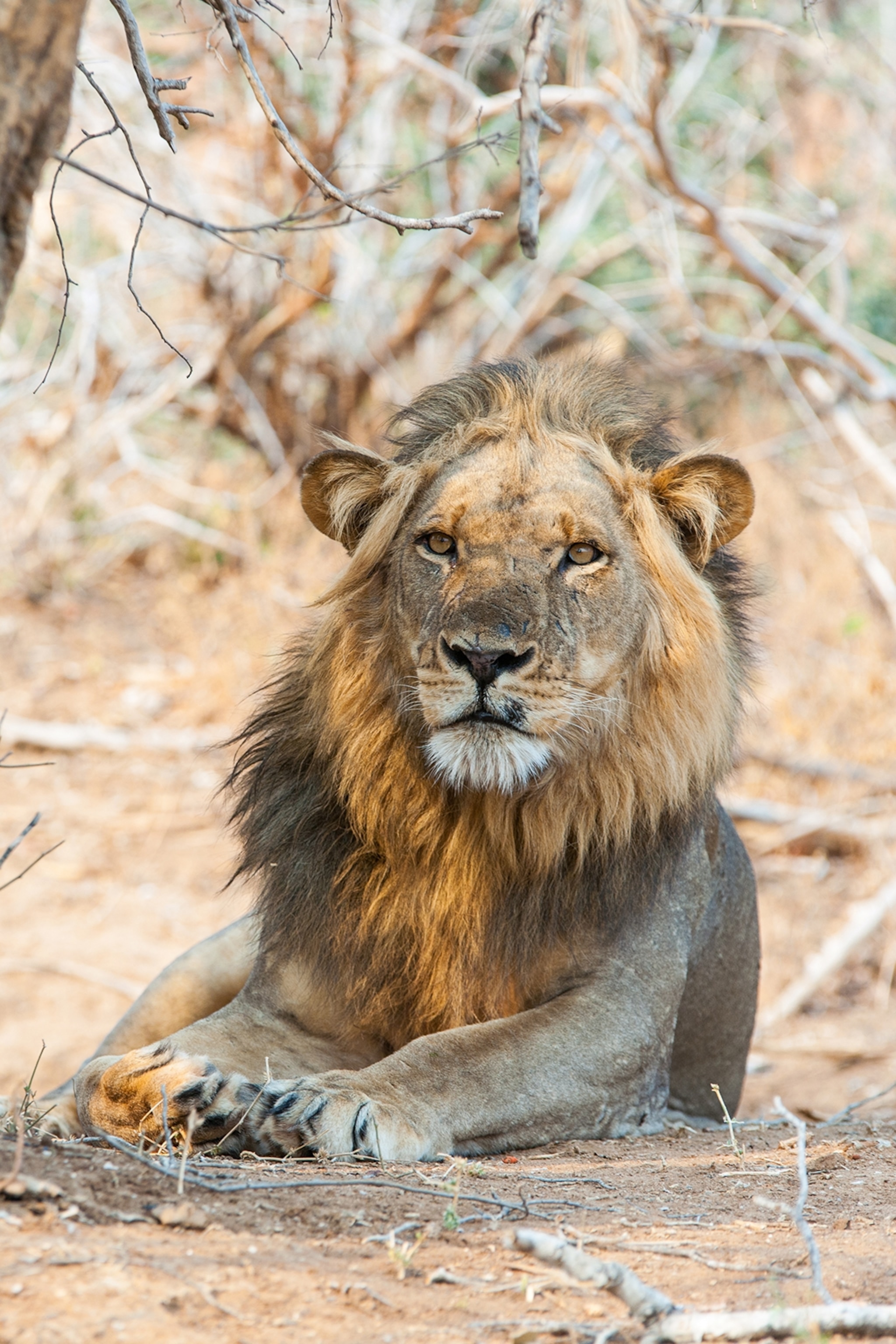 A male lion resting in the shadows of a tree.