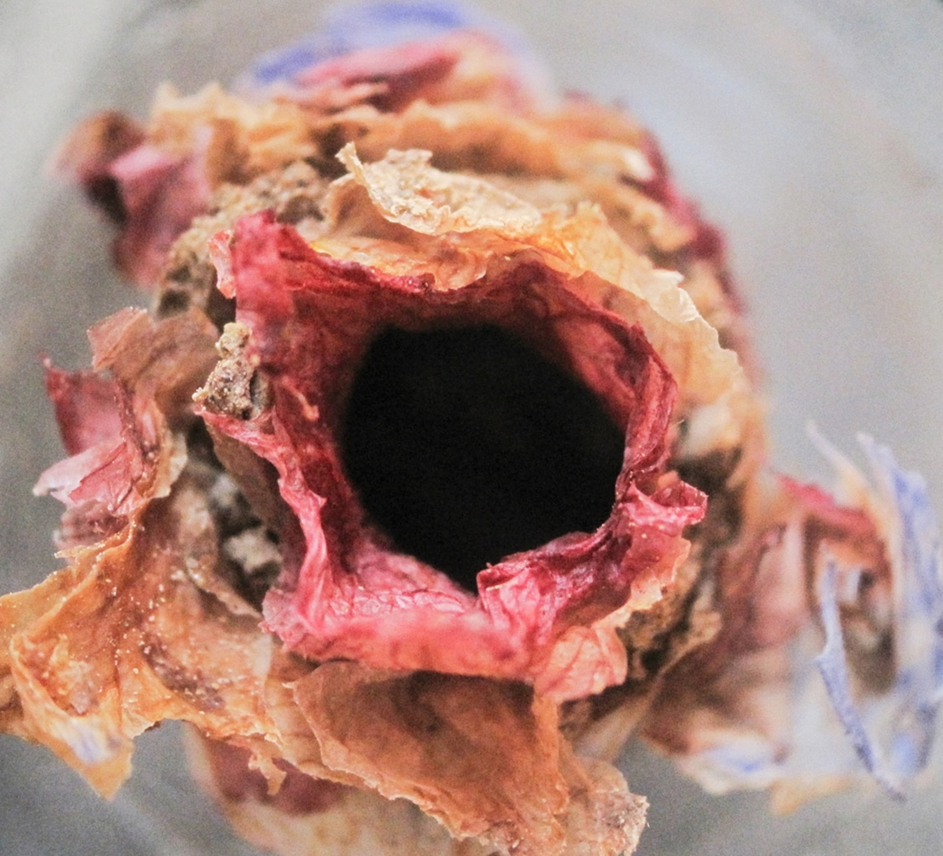 A picture of a bee nest opened to reveal the chamber.