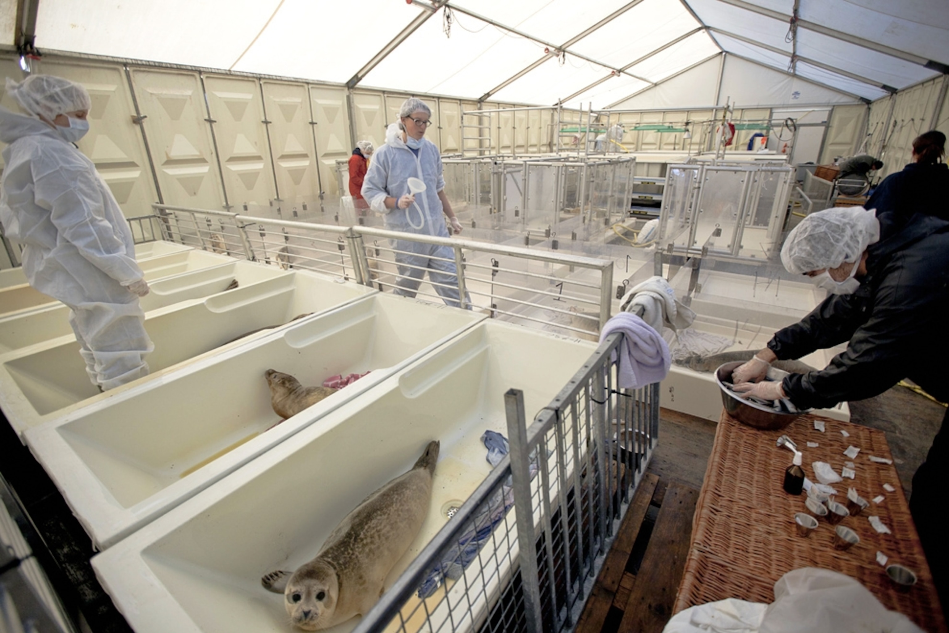 Seal nursery picture: patients wait for herring