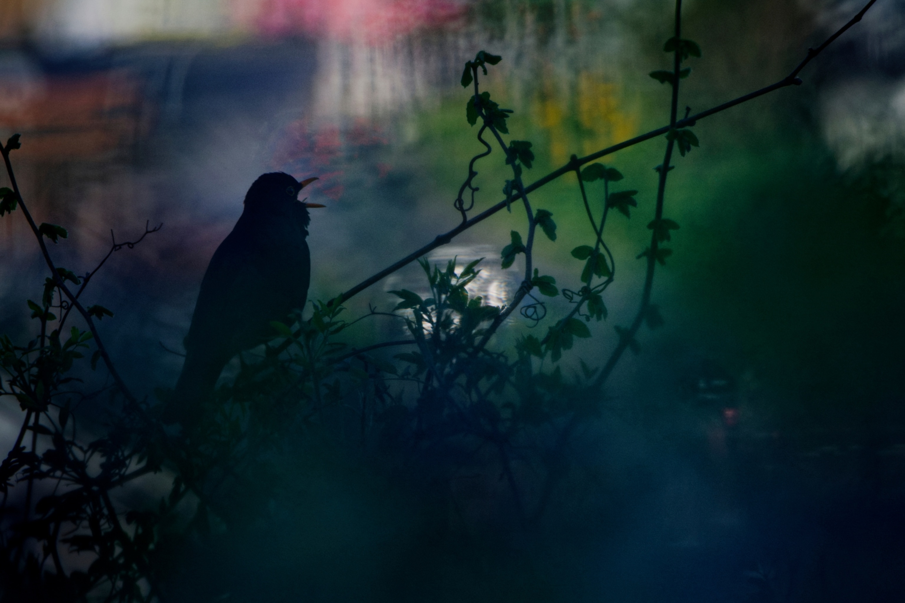 A silhouette of a bird sitting on a tree with blurred purple, yellow and green colors in the background.