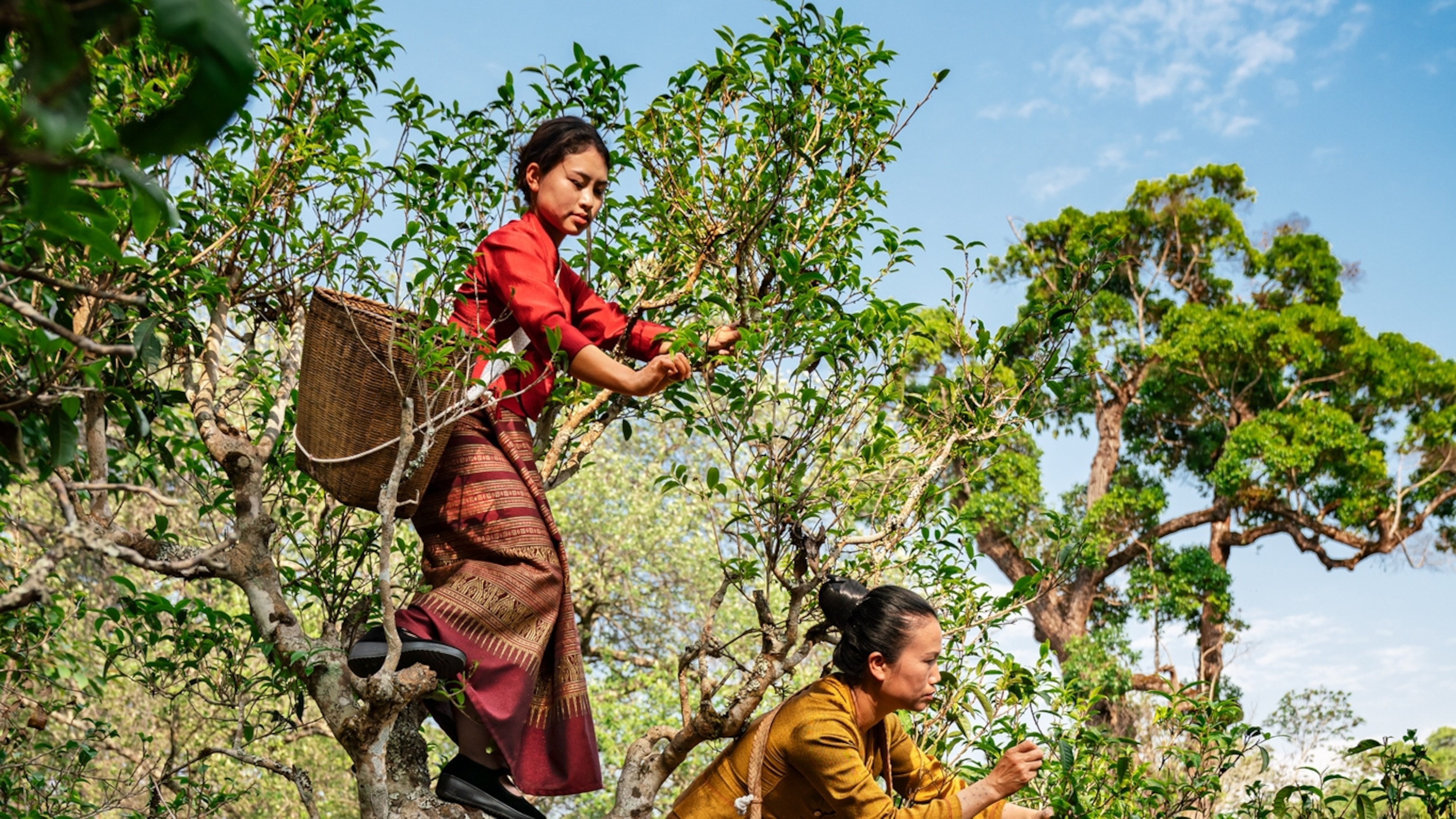The world's oldest trees are producing some of the most luxurious tea