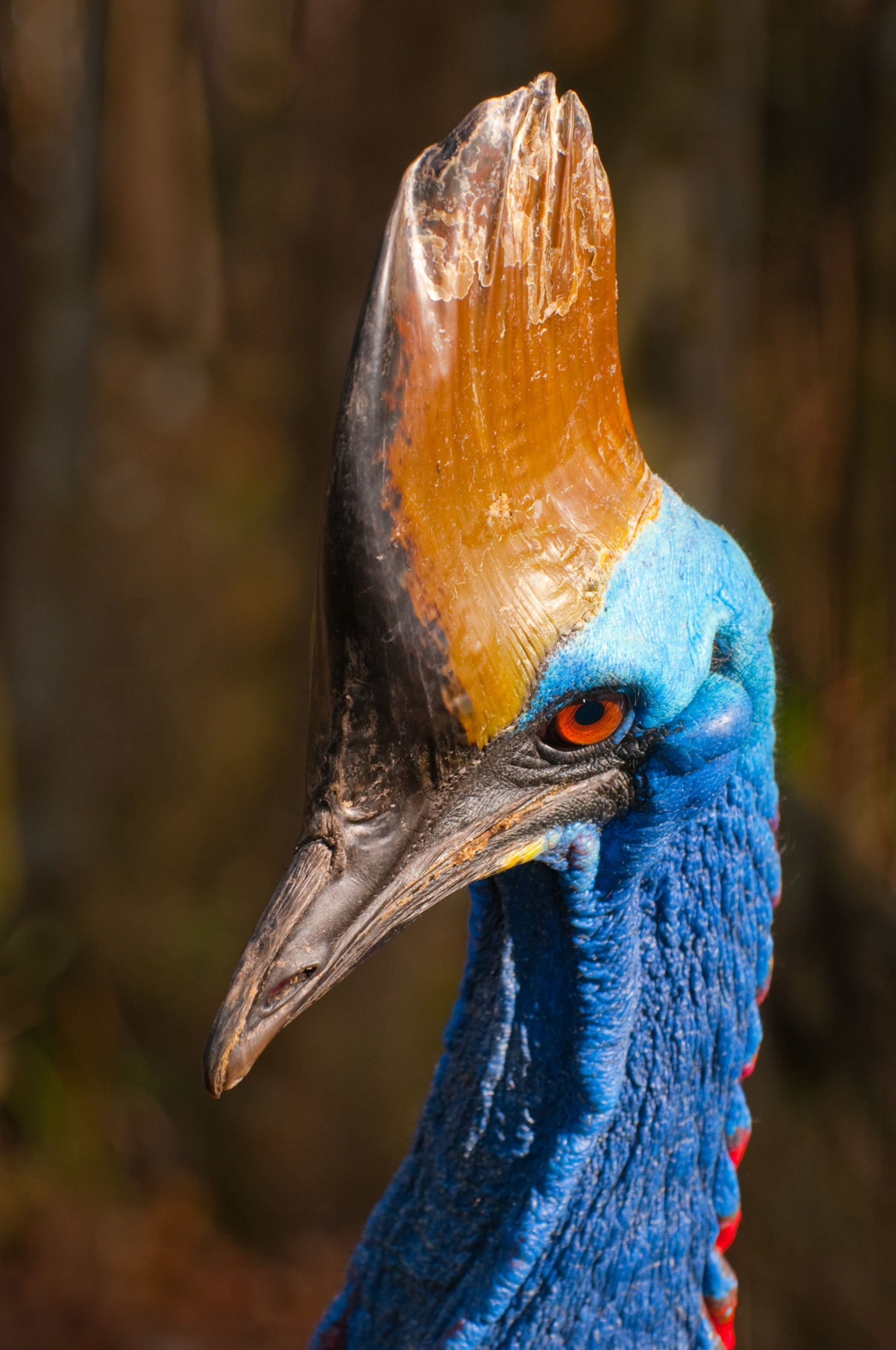 A close up of a birds head with a hard crest and blue feathers.