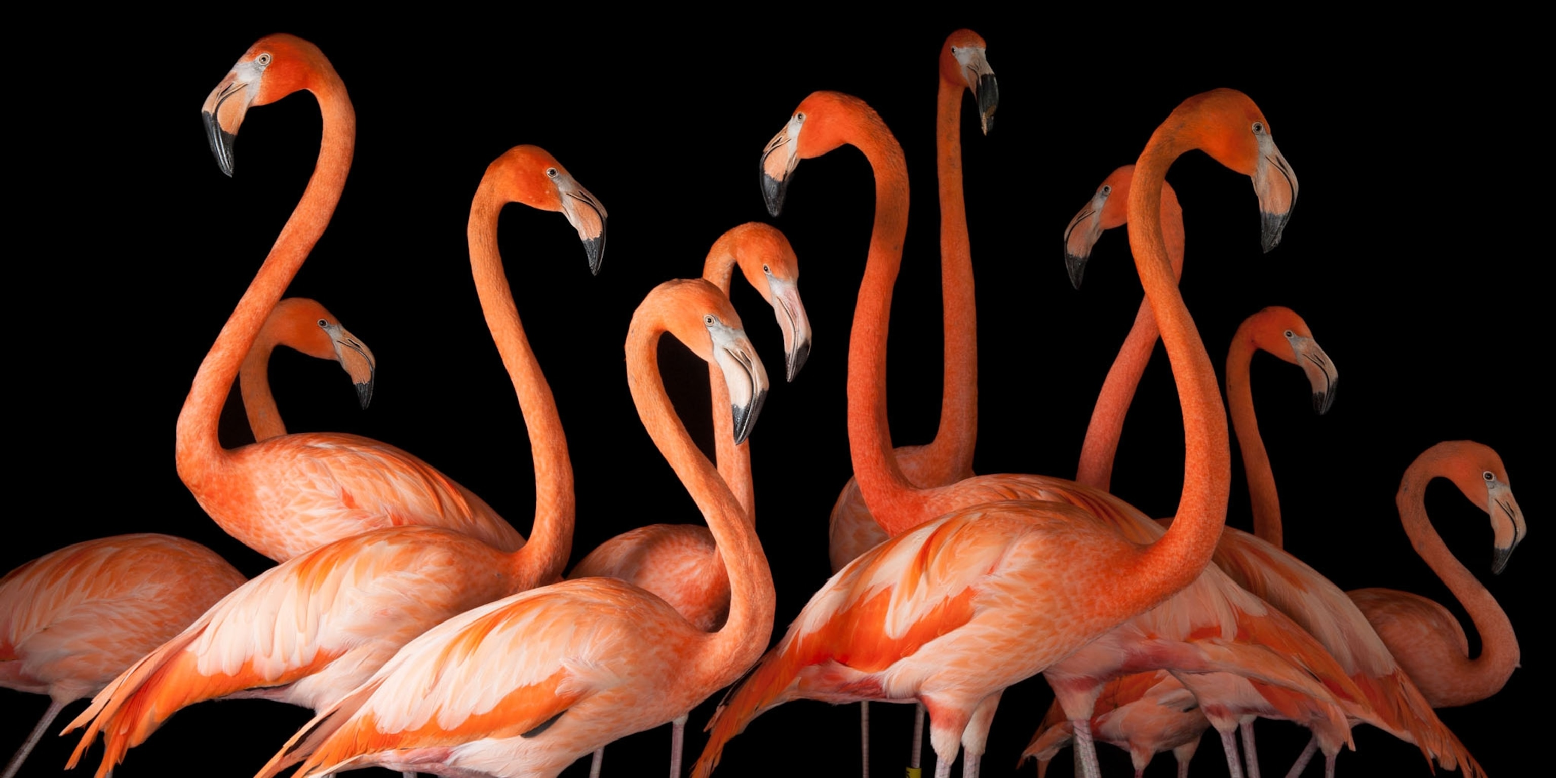 Bird Guide: Endangered Species and Why They Matter