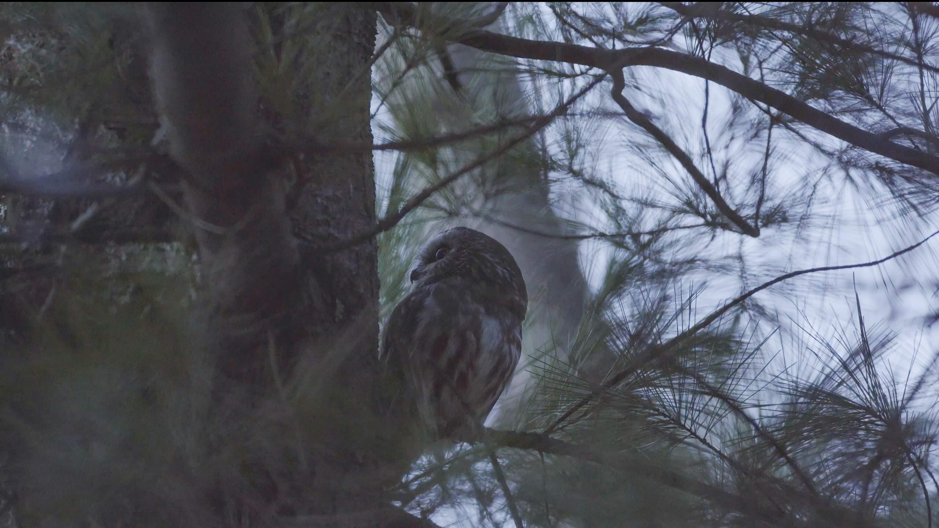 Rockefeller, the viral stowaway Christmas tree owl, flies free