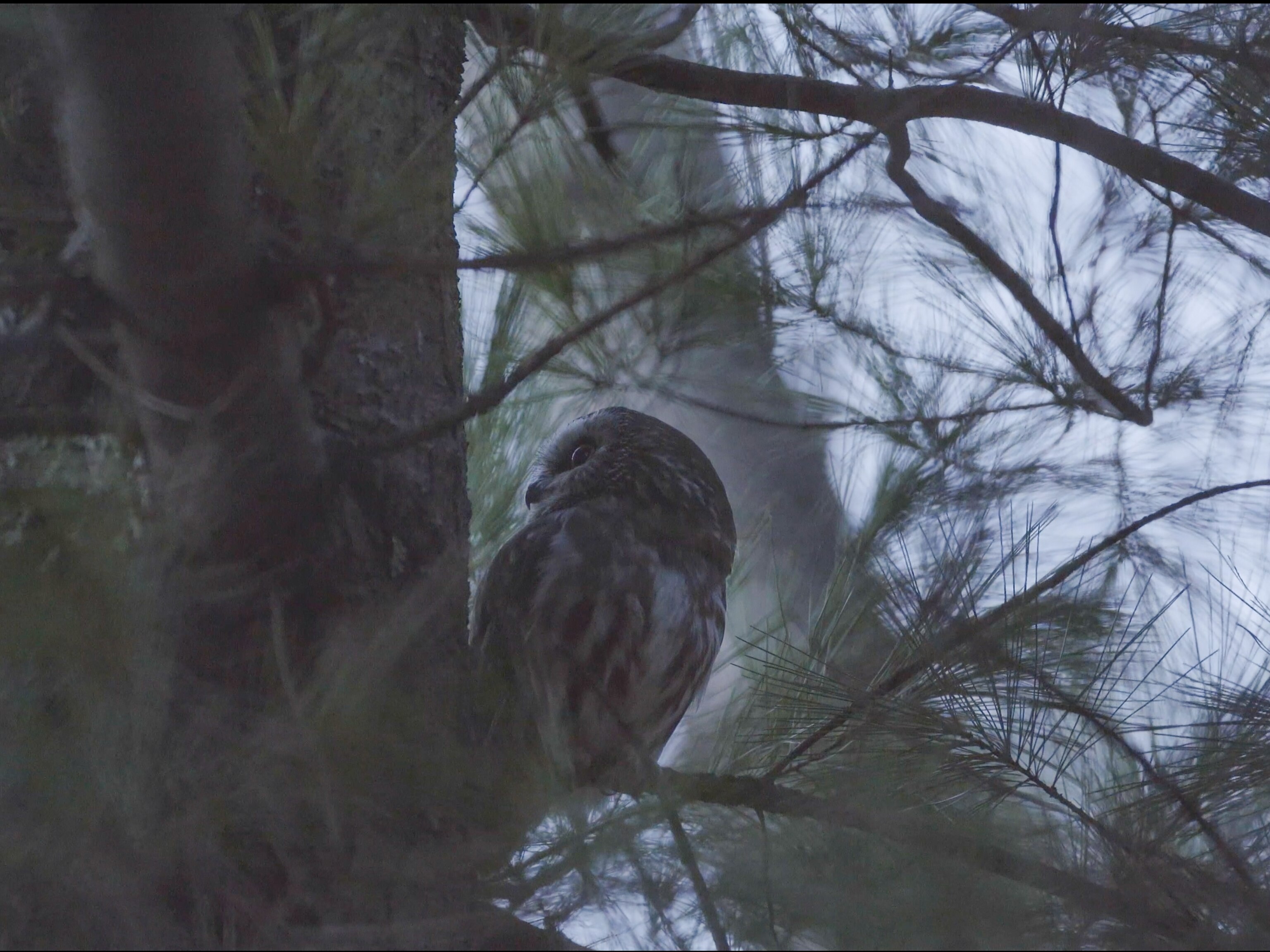 Rockefeller The Viral Stowaway Christmas Tree Owl Flies Free