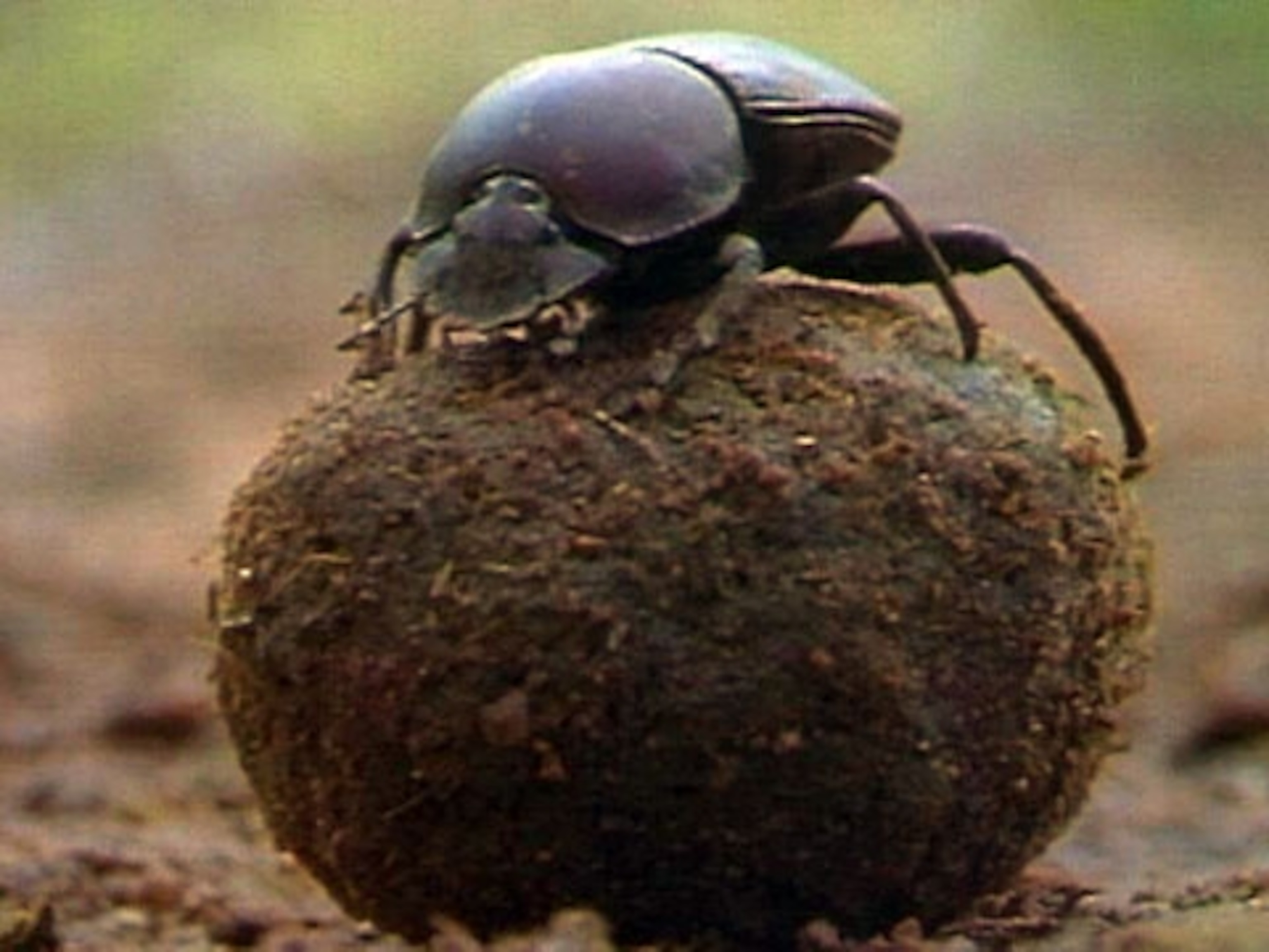 koniferen richtig düngen Purgrün Thuja-Dünger 1 kg main image 0
