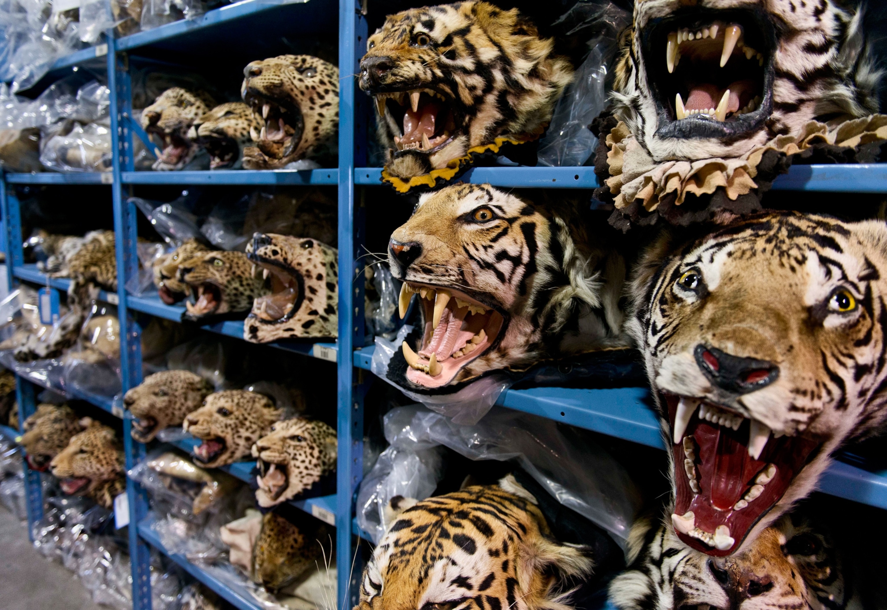 a row of shelved tiger heads at the National Wildlife Property Repository.