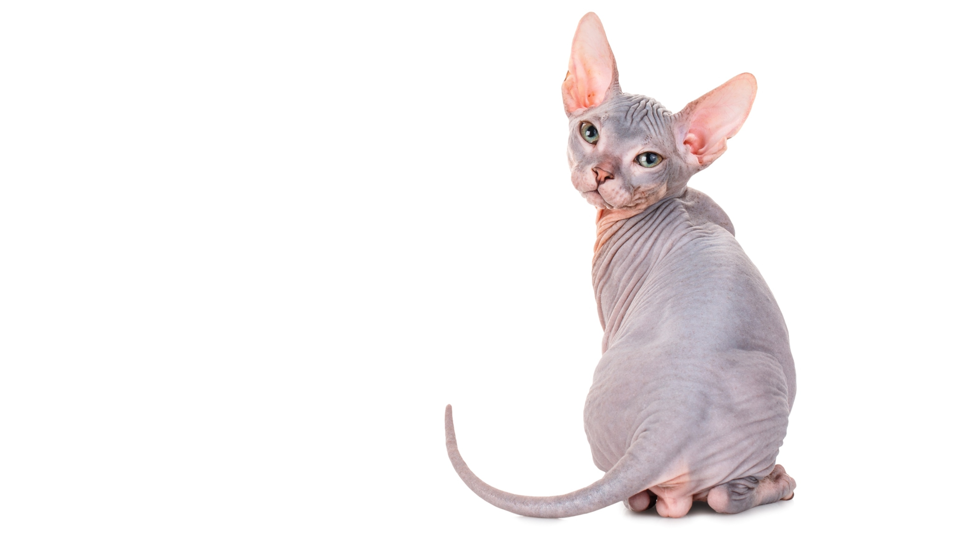 What will the cats of the future look like?