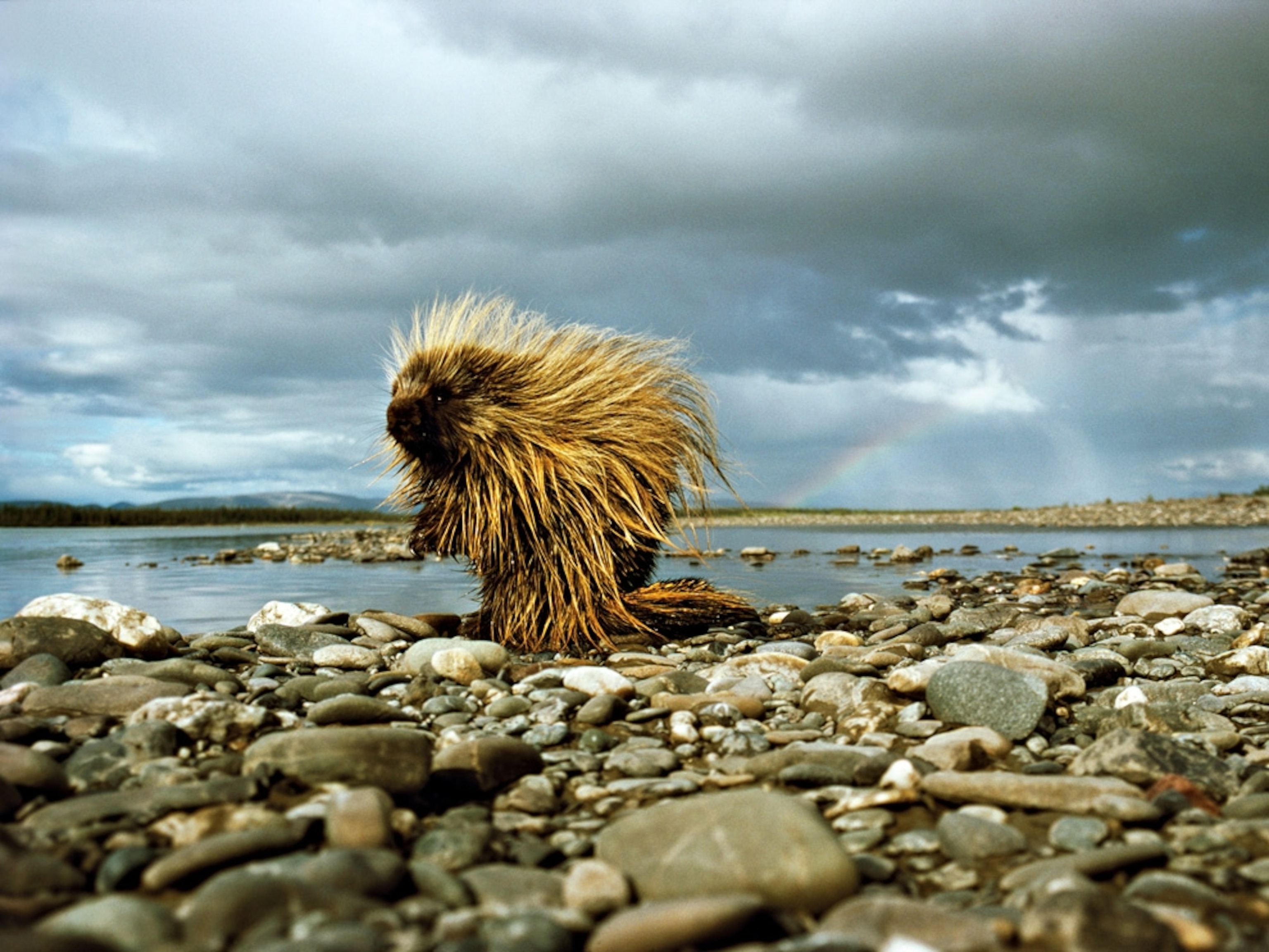Close-up of a porcupine