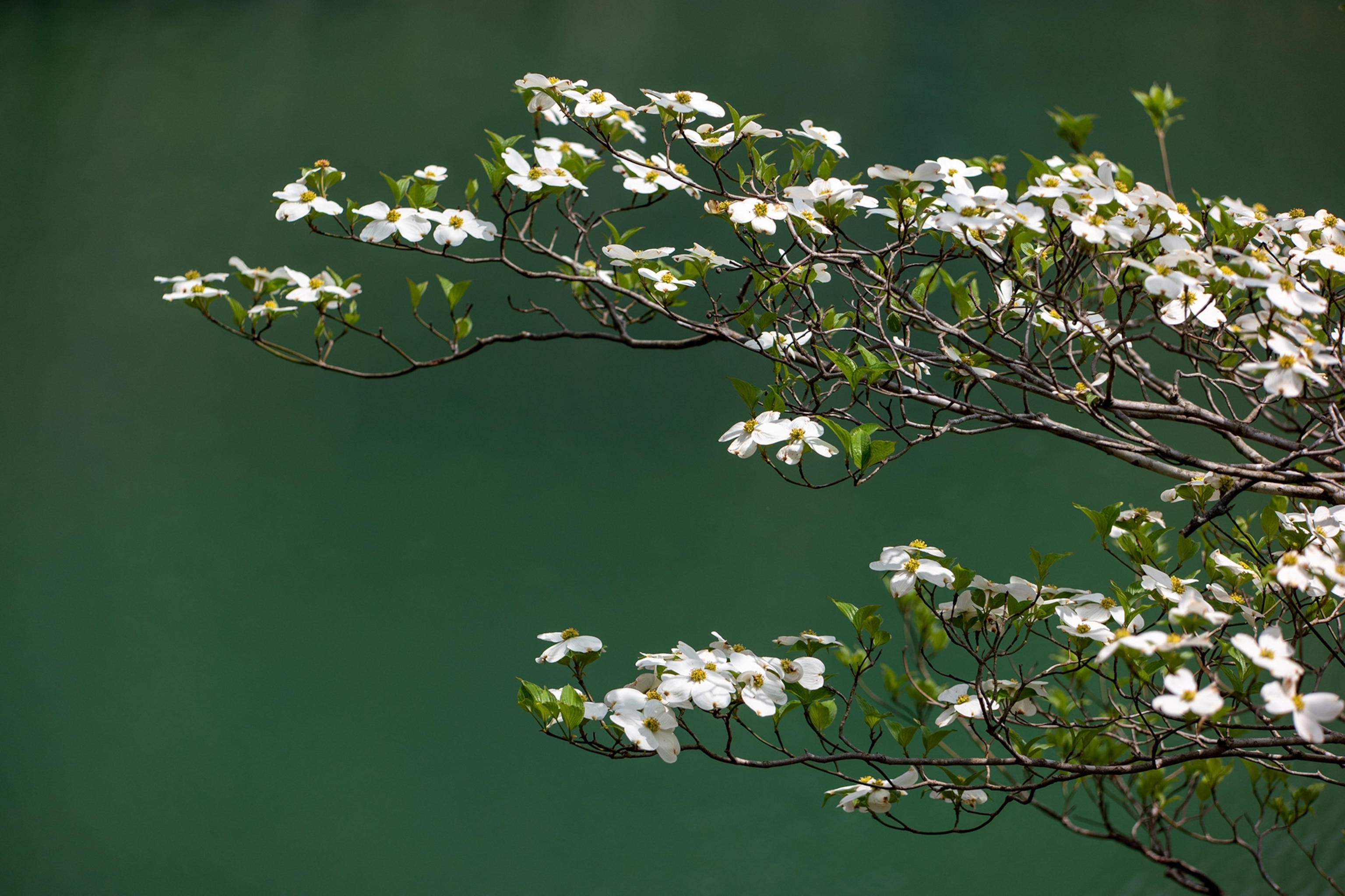Branches extend across a green background from the right side of the frame with many white flowers in bloom