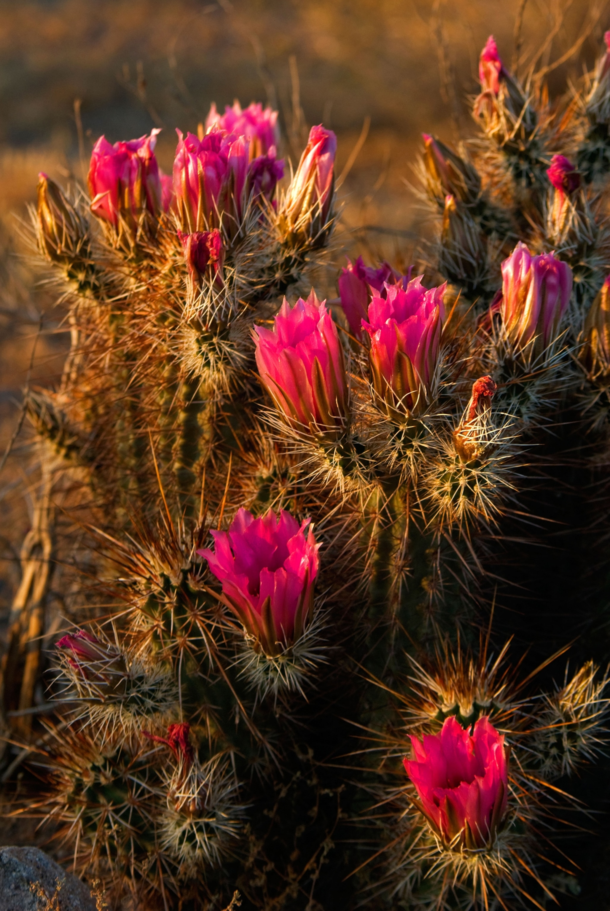 USA Arizona Picacho Cactus in bloom Picacho Peak State Park