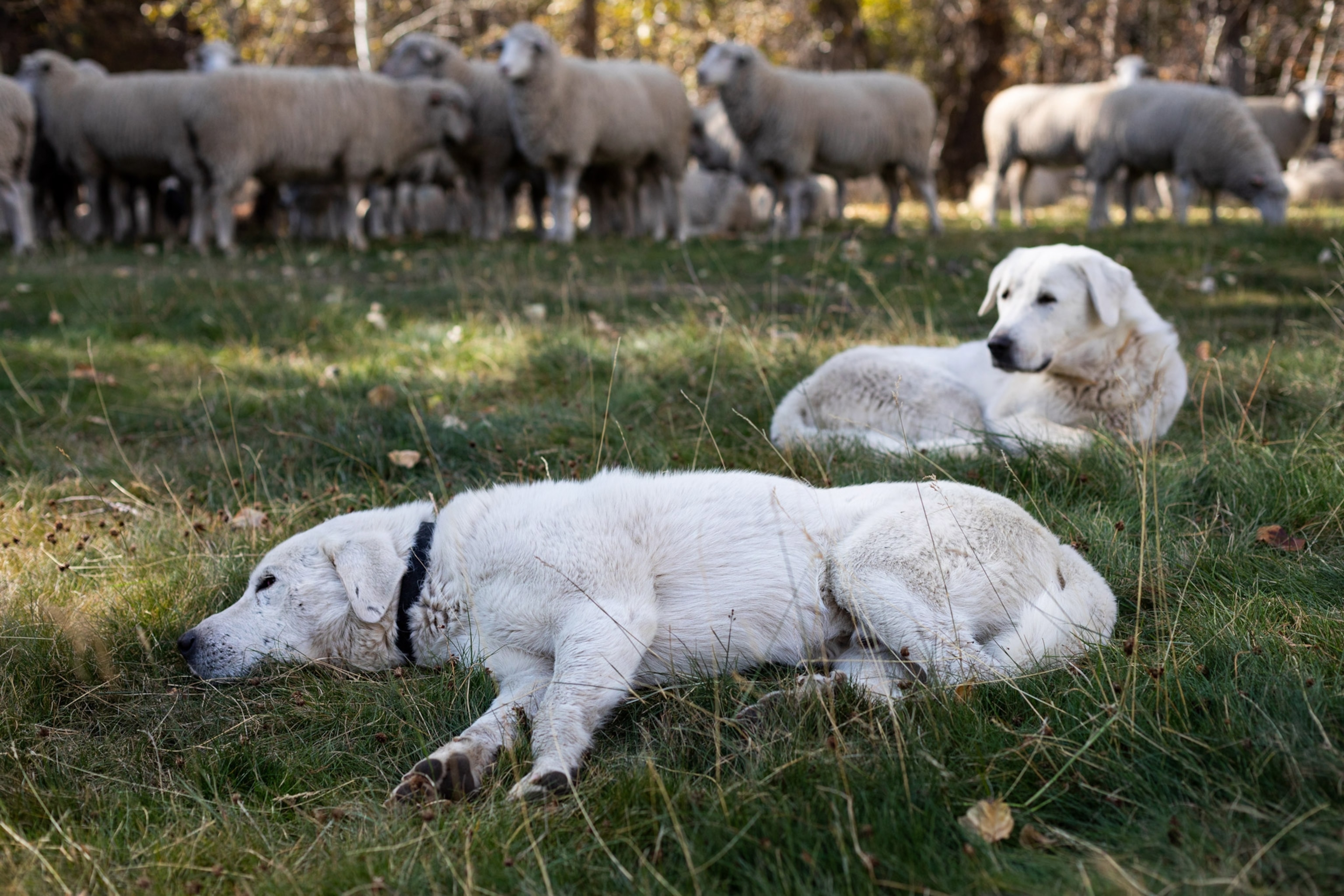 dogs resting after herding sheep at the Trailing of the Sheep Festival in Ketchum, Idaho