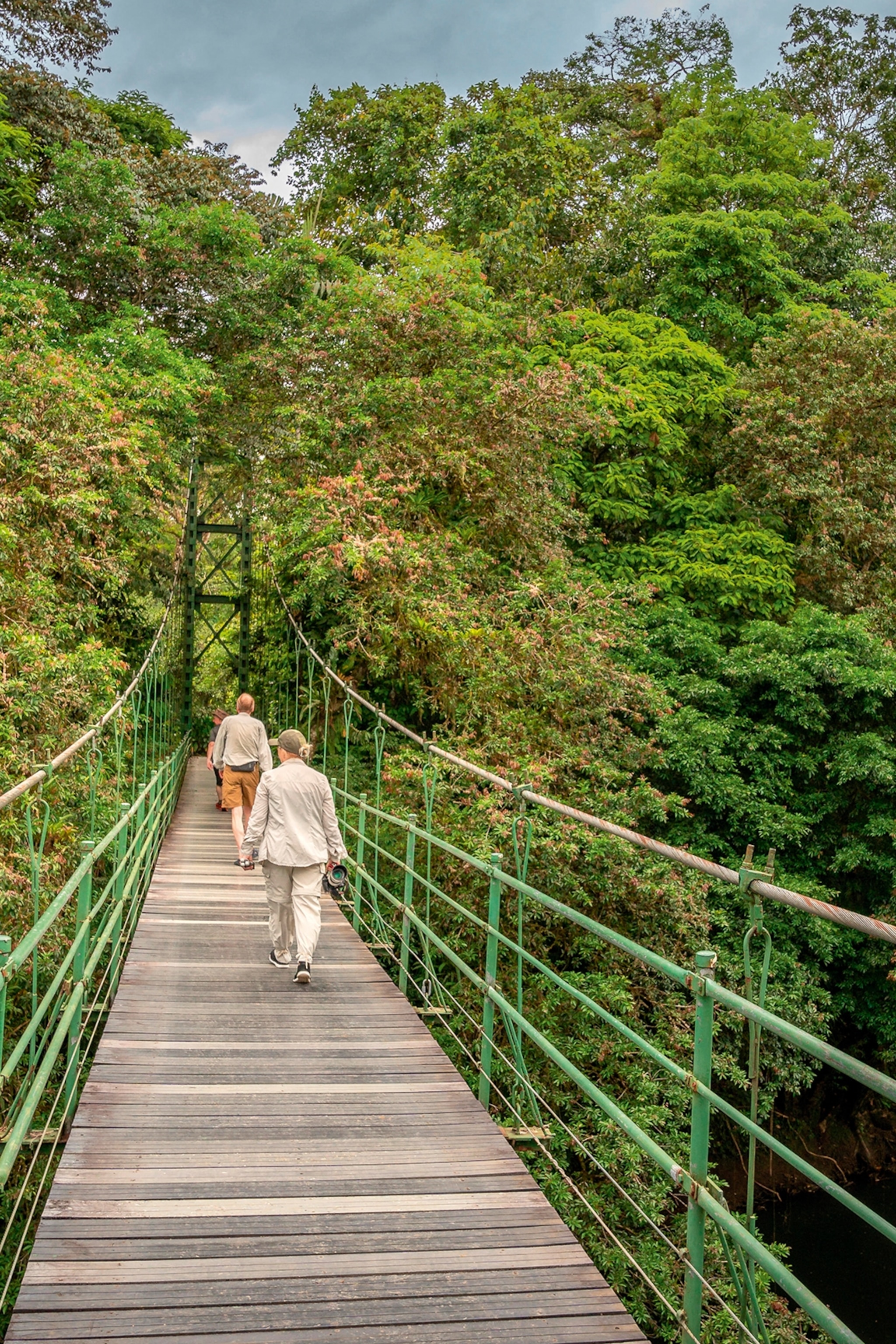 A suspension bridge connected a rainforest split by a gorge.