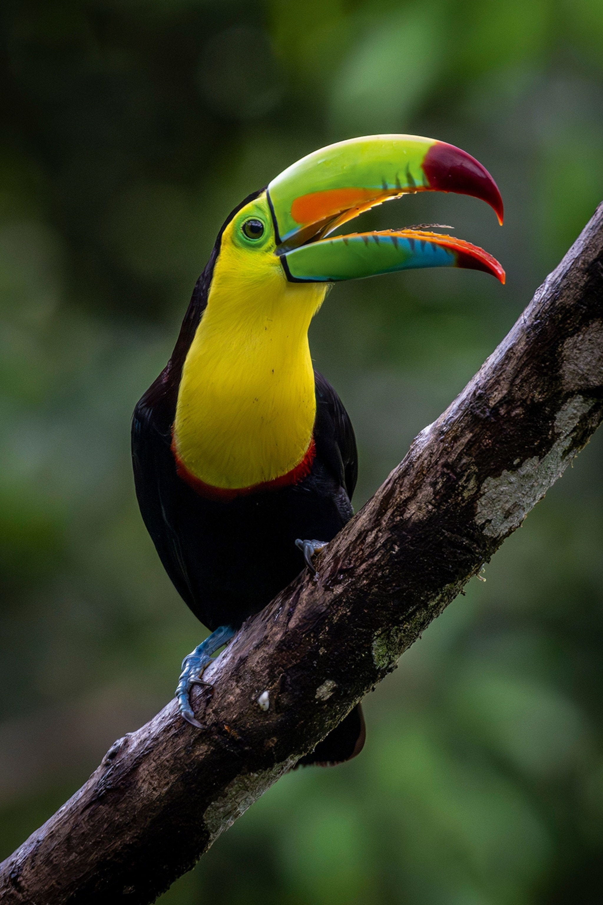 A toucan bird perched on a branch in the rainforest.