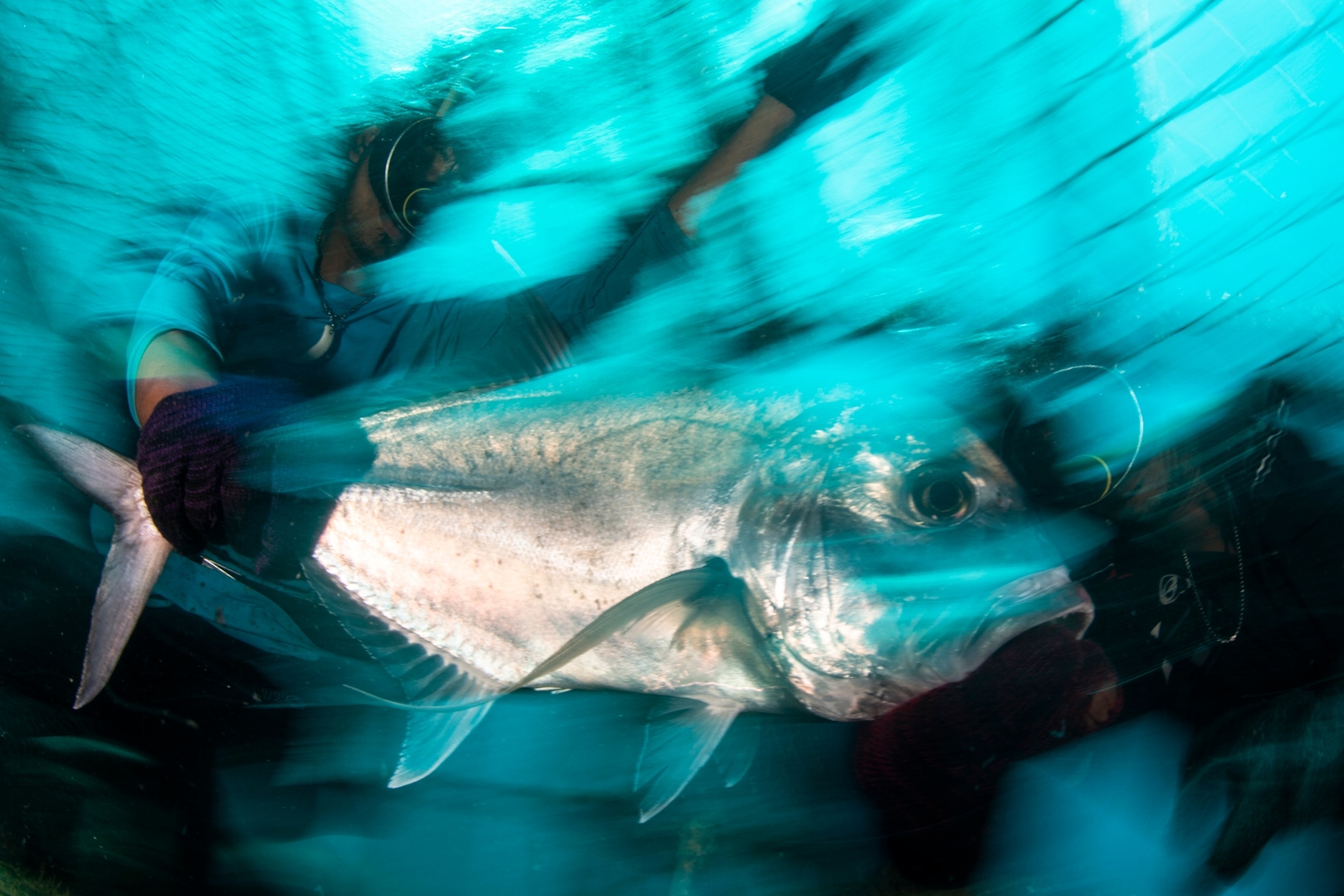 Image of Urak Lawoi diver catching a giant travelly (Caranx ignobilis).