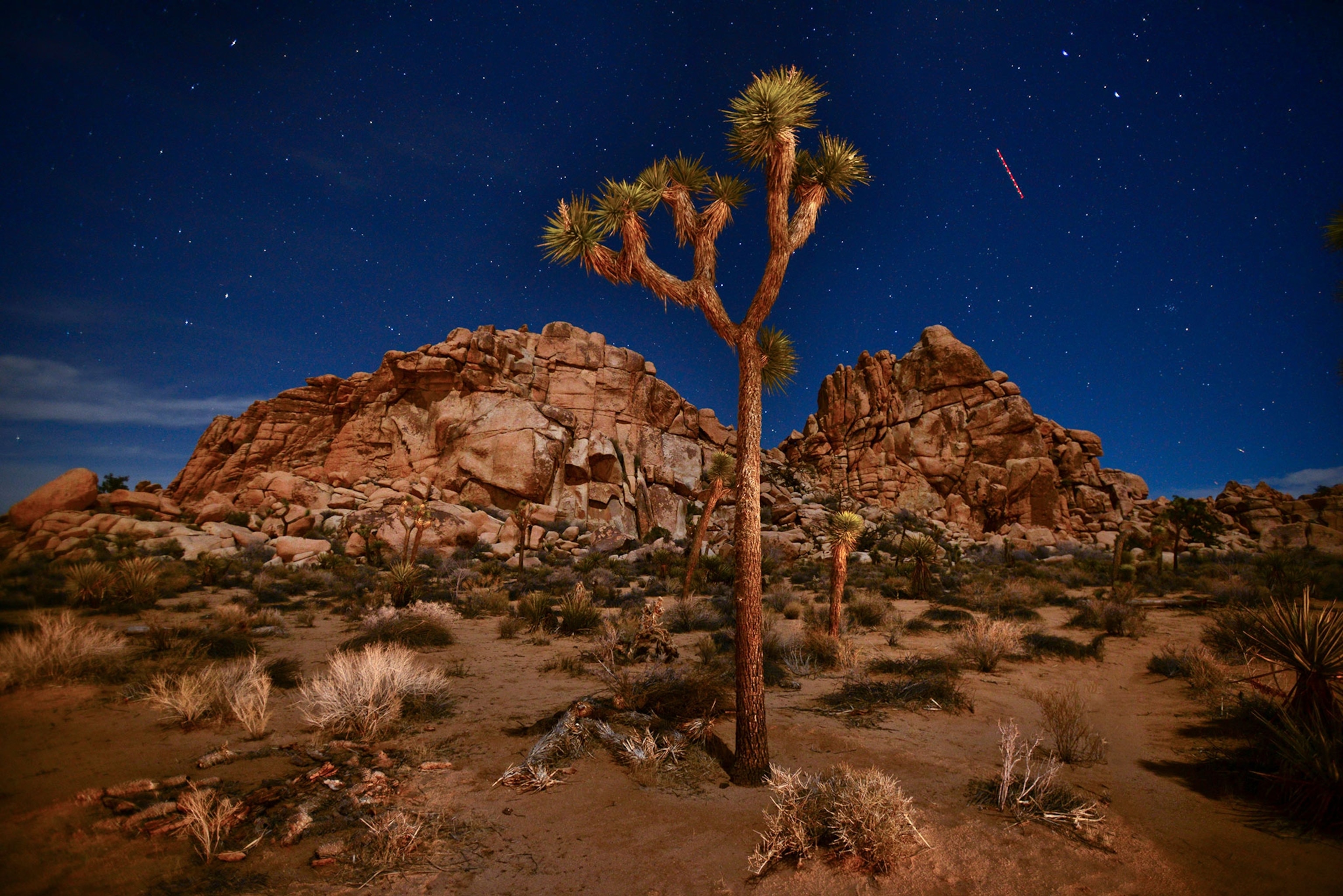 A tree under the night sky.