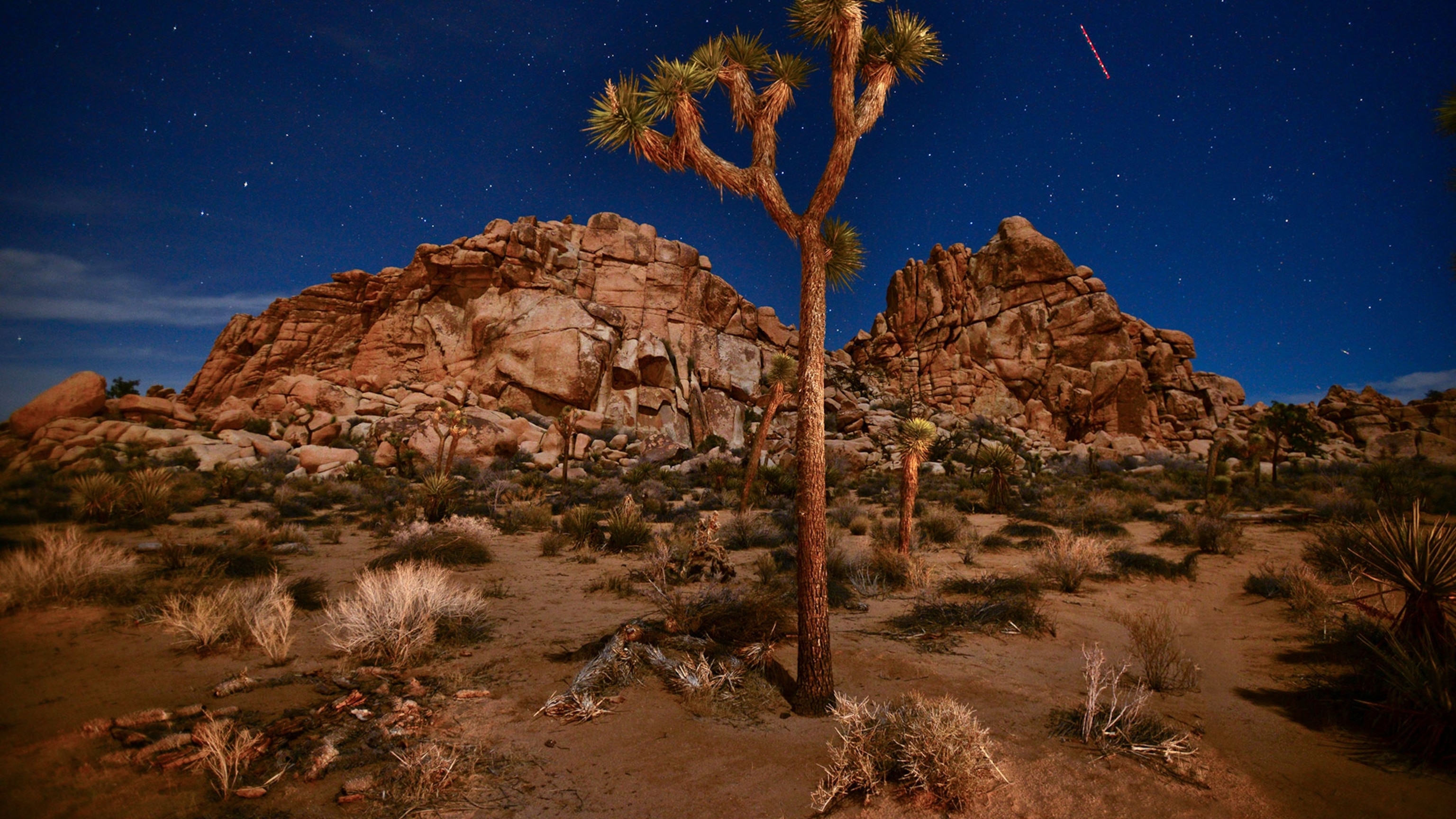 The desert is getting too hot for Joshua trees. Can we just … move them?