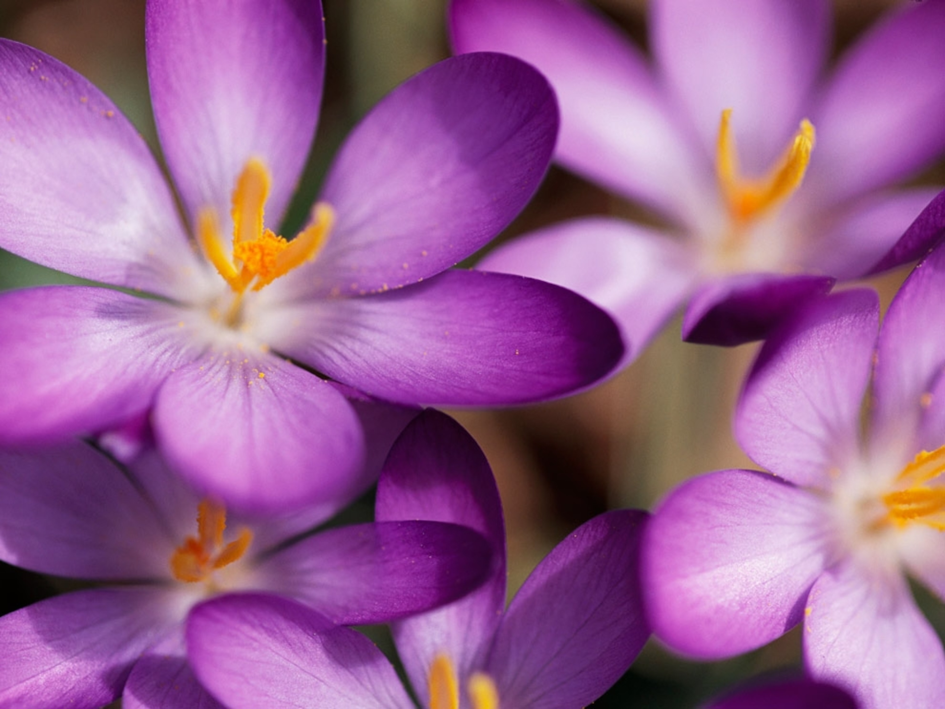 Life in Color Purple, Purple Pictures