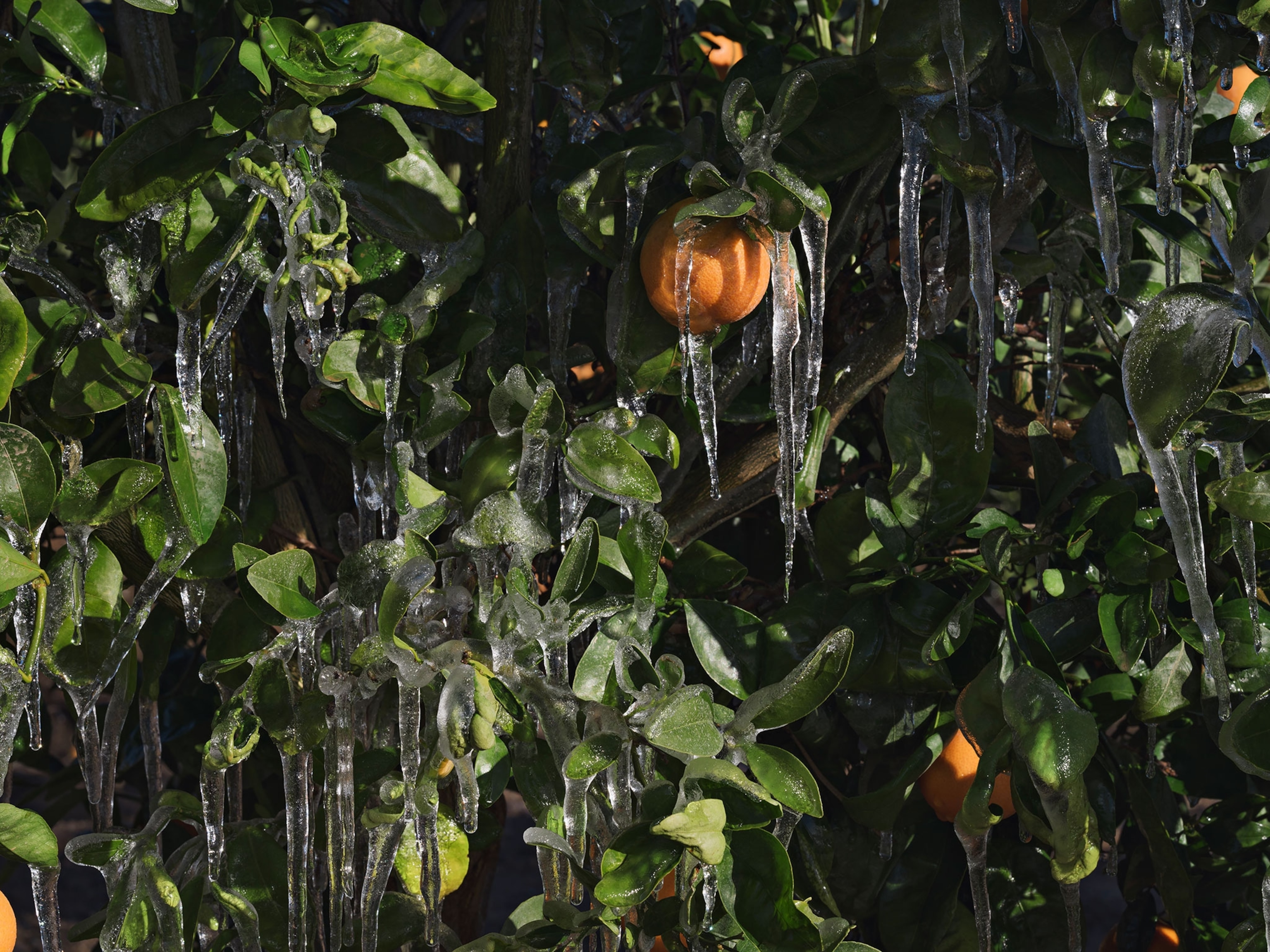ice to protect orange trees from the cold, California