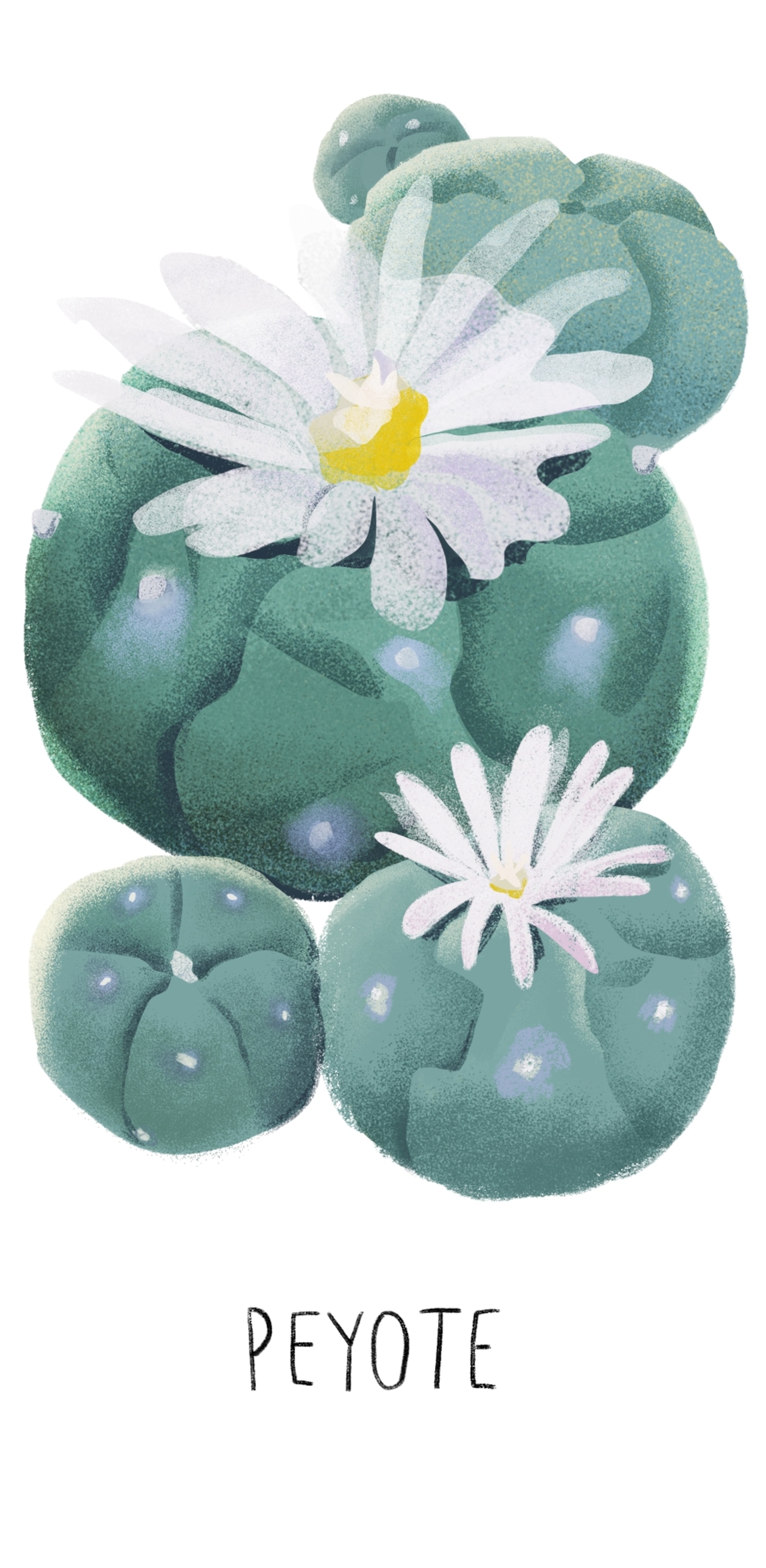 an illustration of Peyote