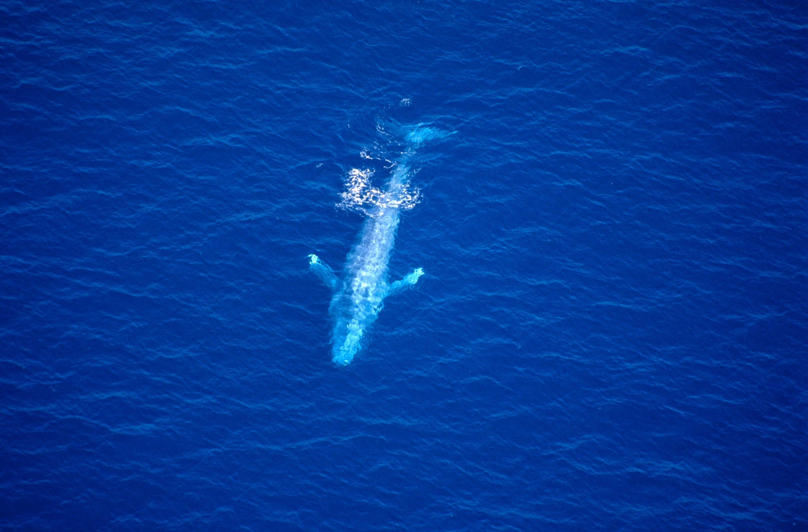 An overhead photograph of a blue whale (Balaenoptera musculus) of the Channel I slands, California.