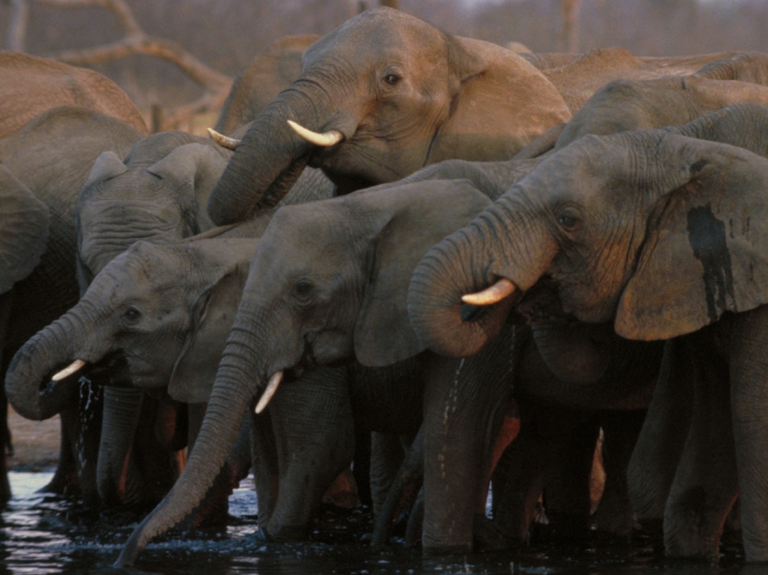 African elephants in Zimbabwe