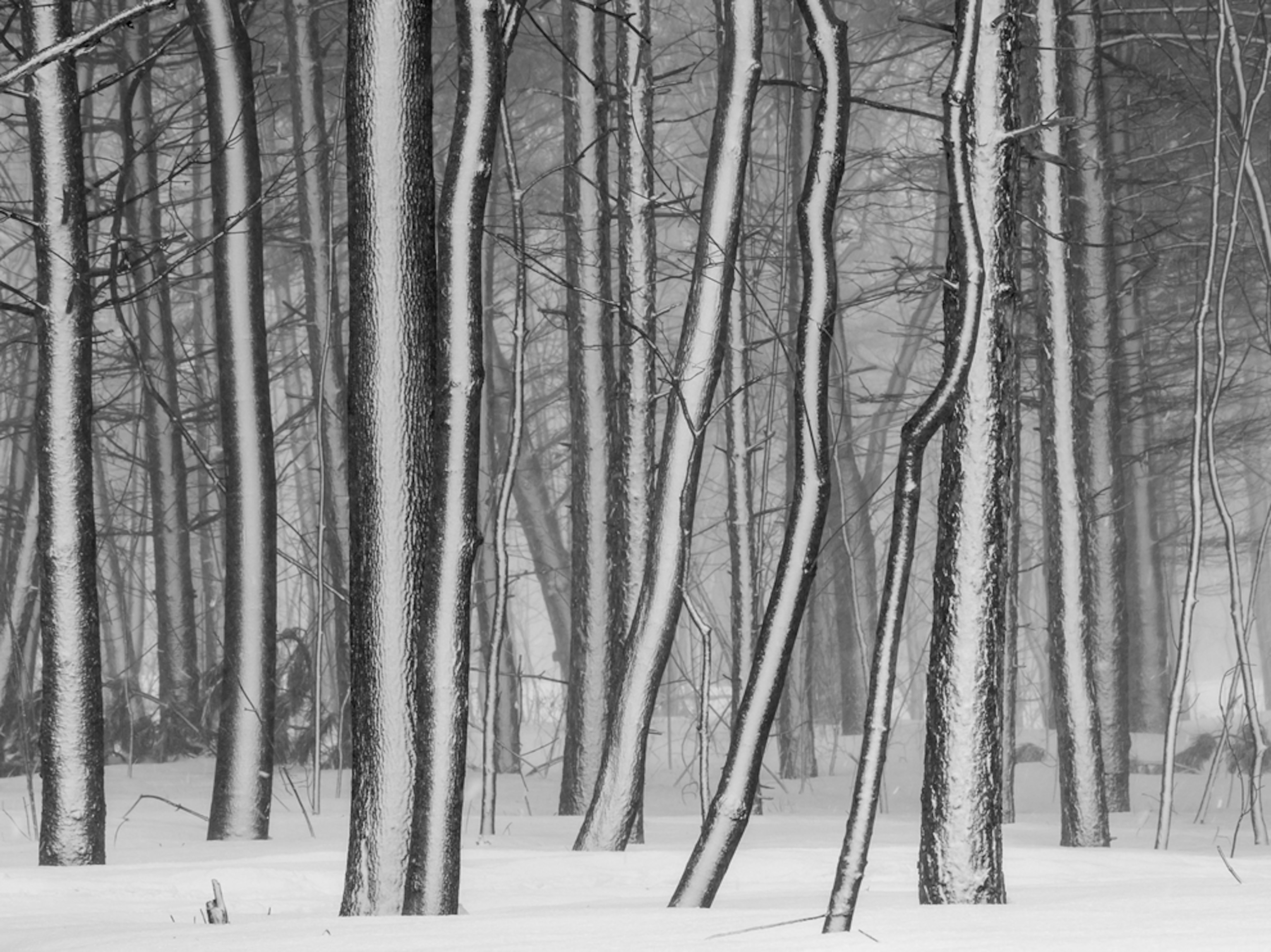 trees in snow