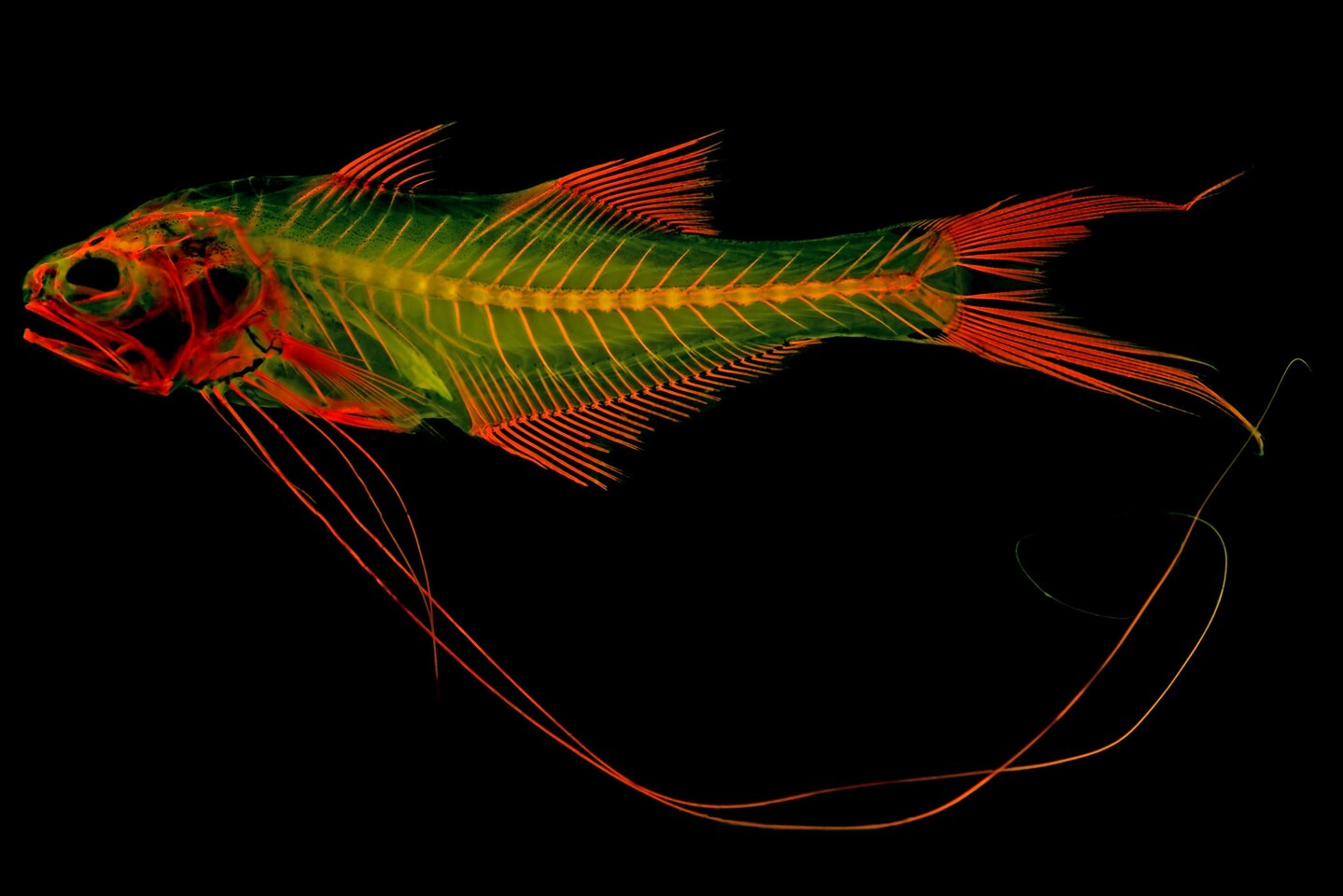 Pentanemus_quinquarius_Girard.jpg?w=1440&h=960