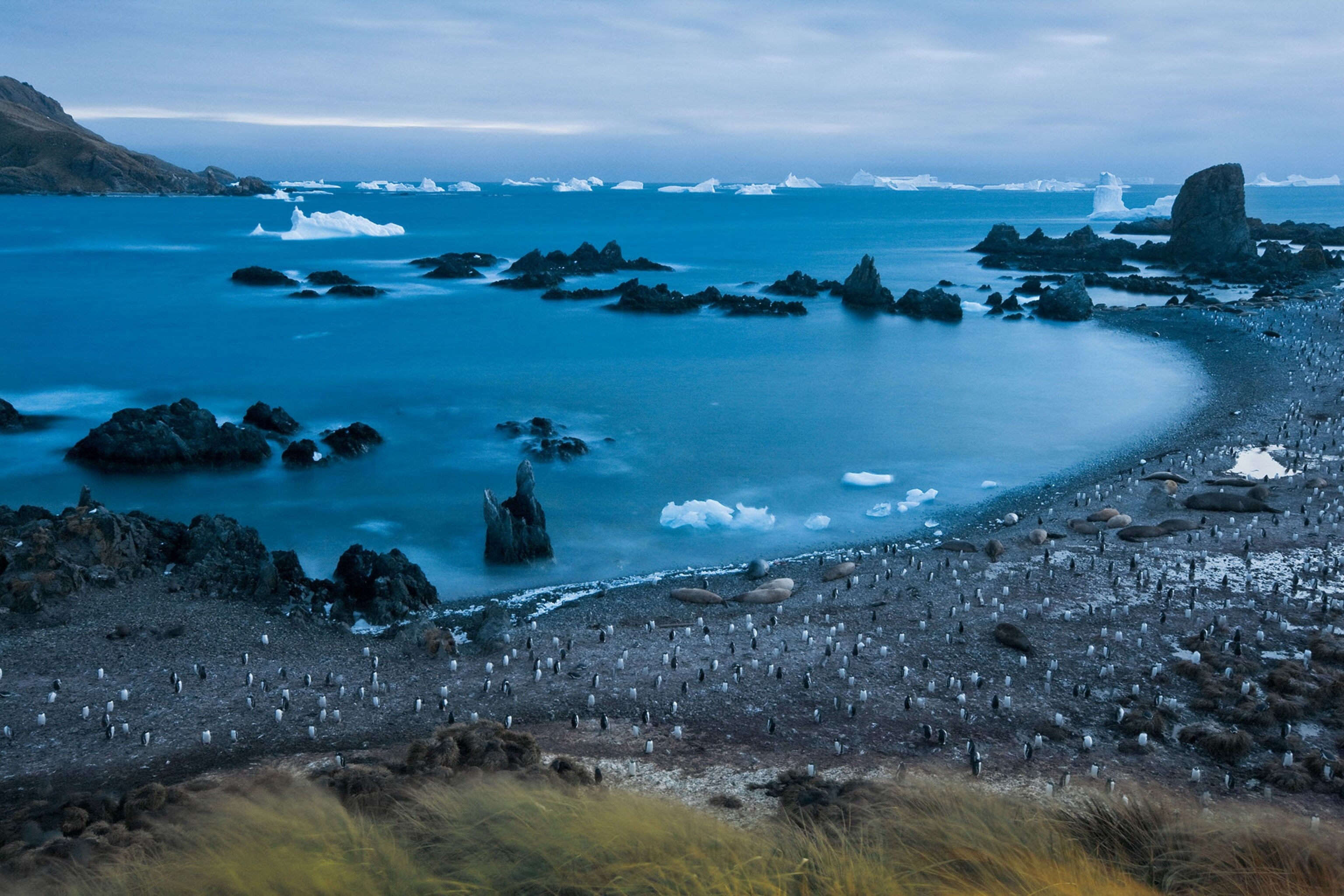 Gentoo and Chinstrap penguins