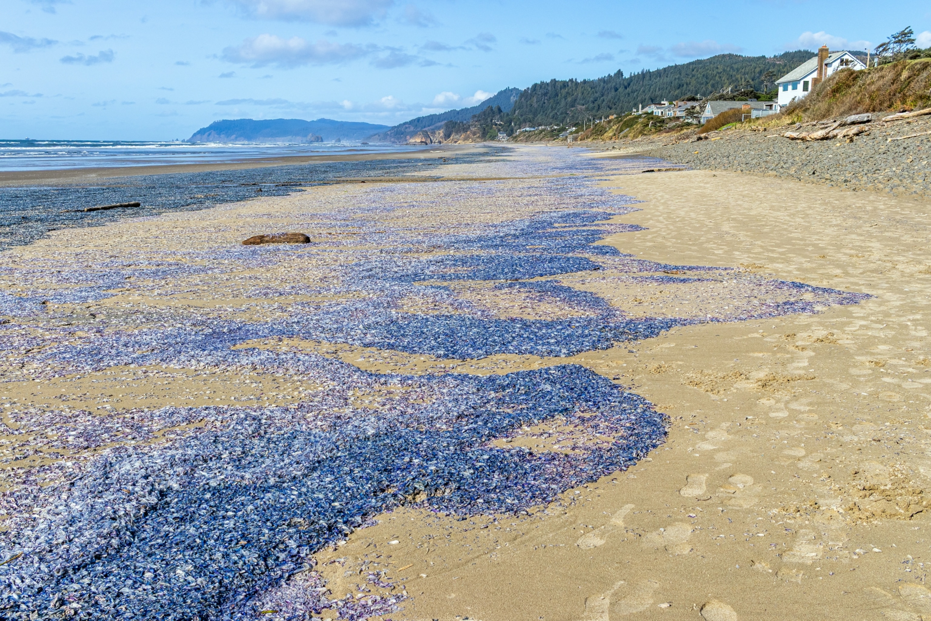 A wide beach covered with many velella velella, with the ocean on one side and houses and hills in the distance.